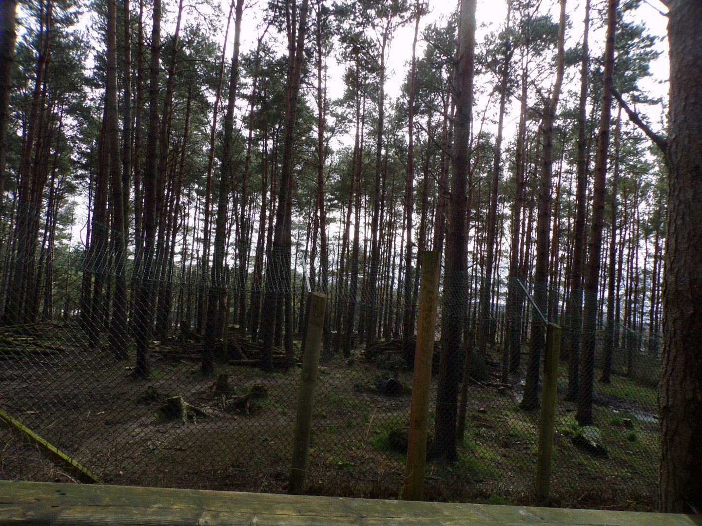 Grey wolf enclosure 5.4.24