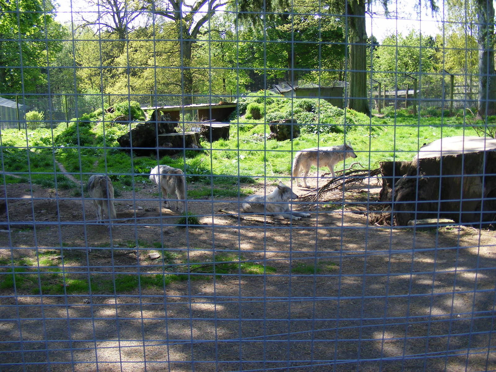 Grey wolf enclosure at Camperdown Wildlife Centre, 18 May 2010