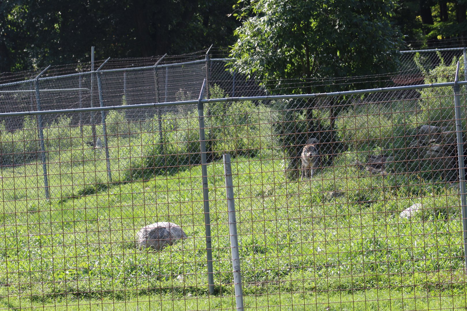 Grey Wolf Enclosure (Part 1)