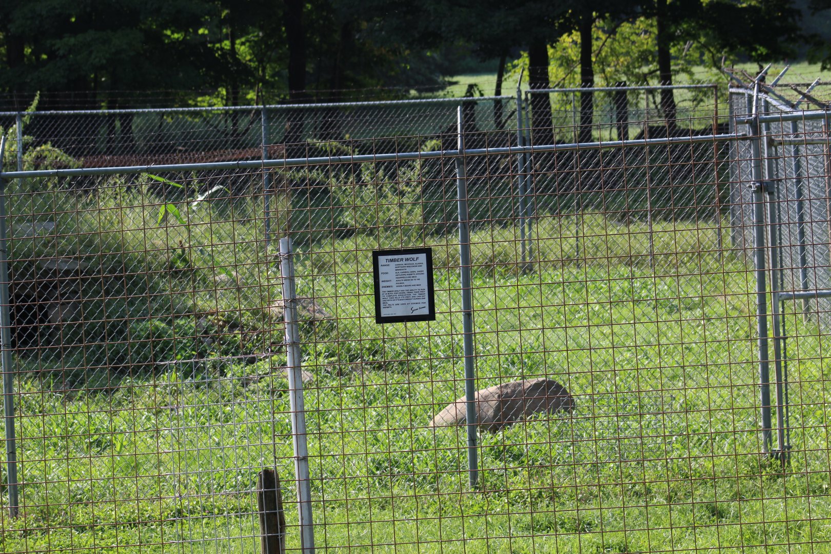 Grey Wolf Enclosure (Part 2)