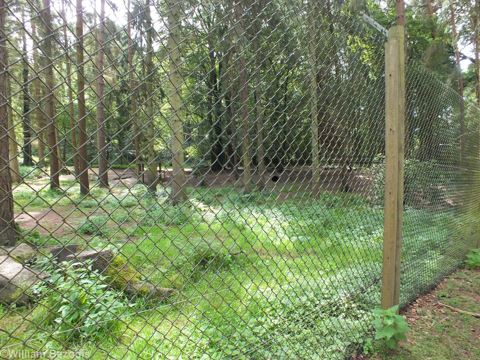 Grey Wolf Enclosure
