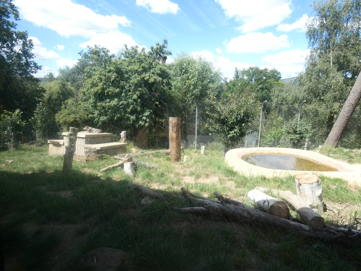 Grey Wolf enclosure