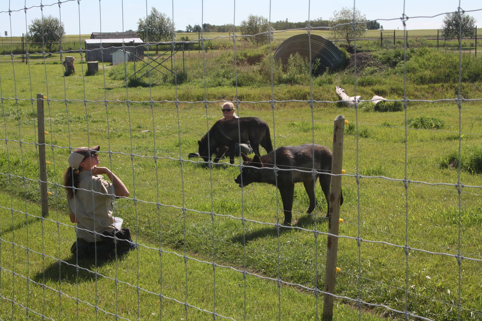 Grey Wolf Exhibit #1 (feeding presentation)