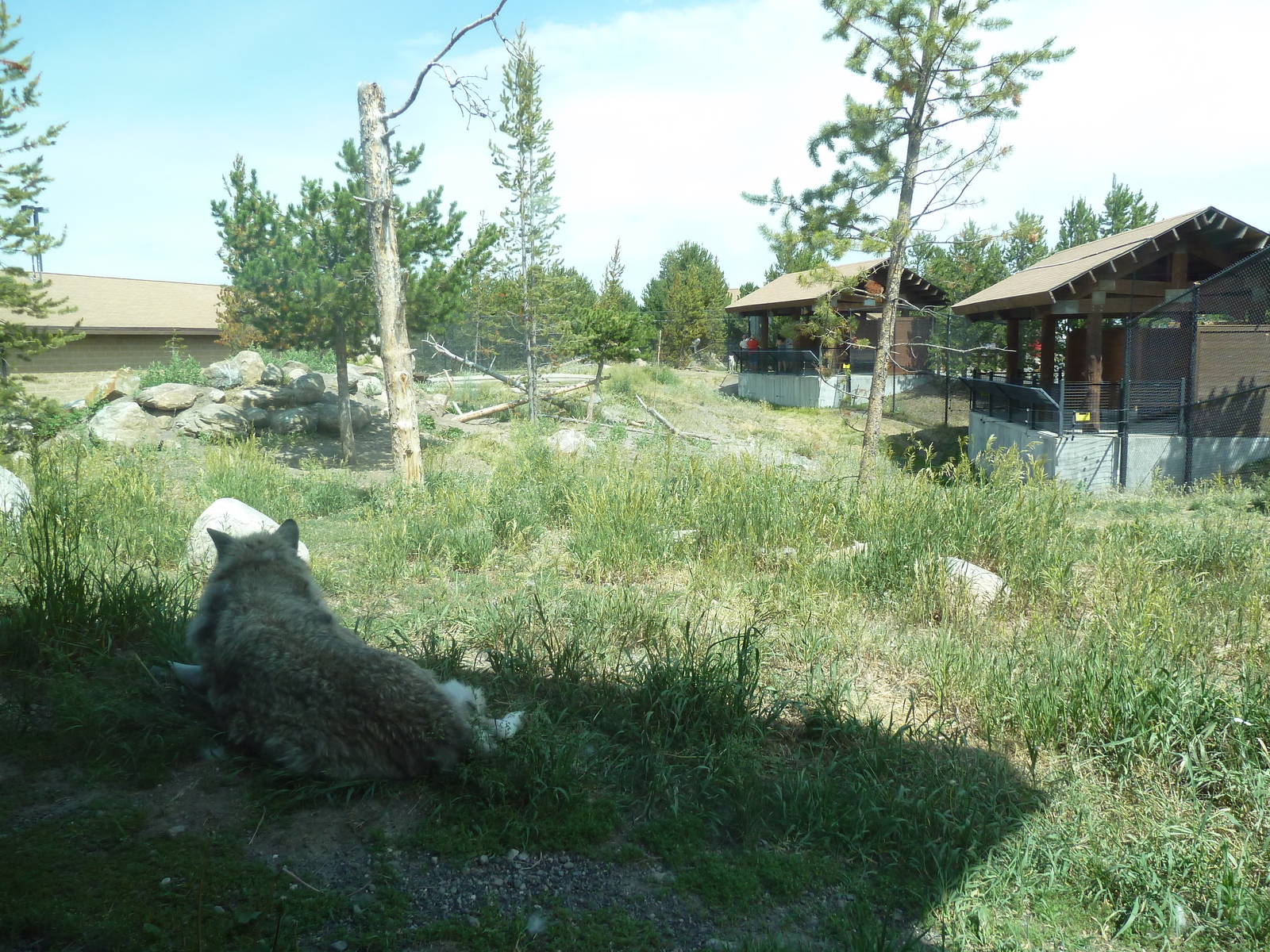 Grey Wolf Exhibit #1