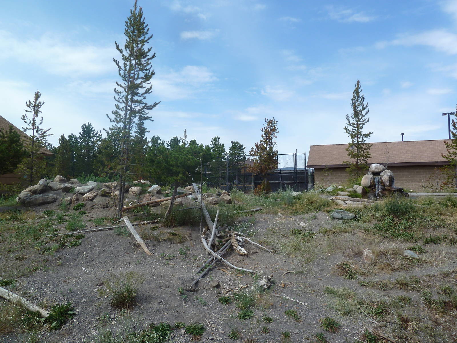 Grey Wolf Exhibit #1