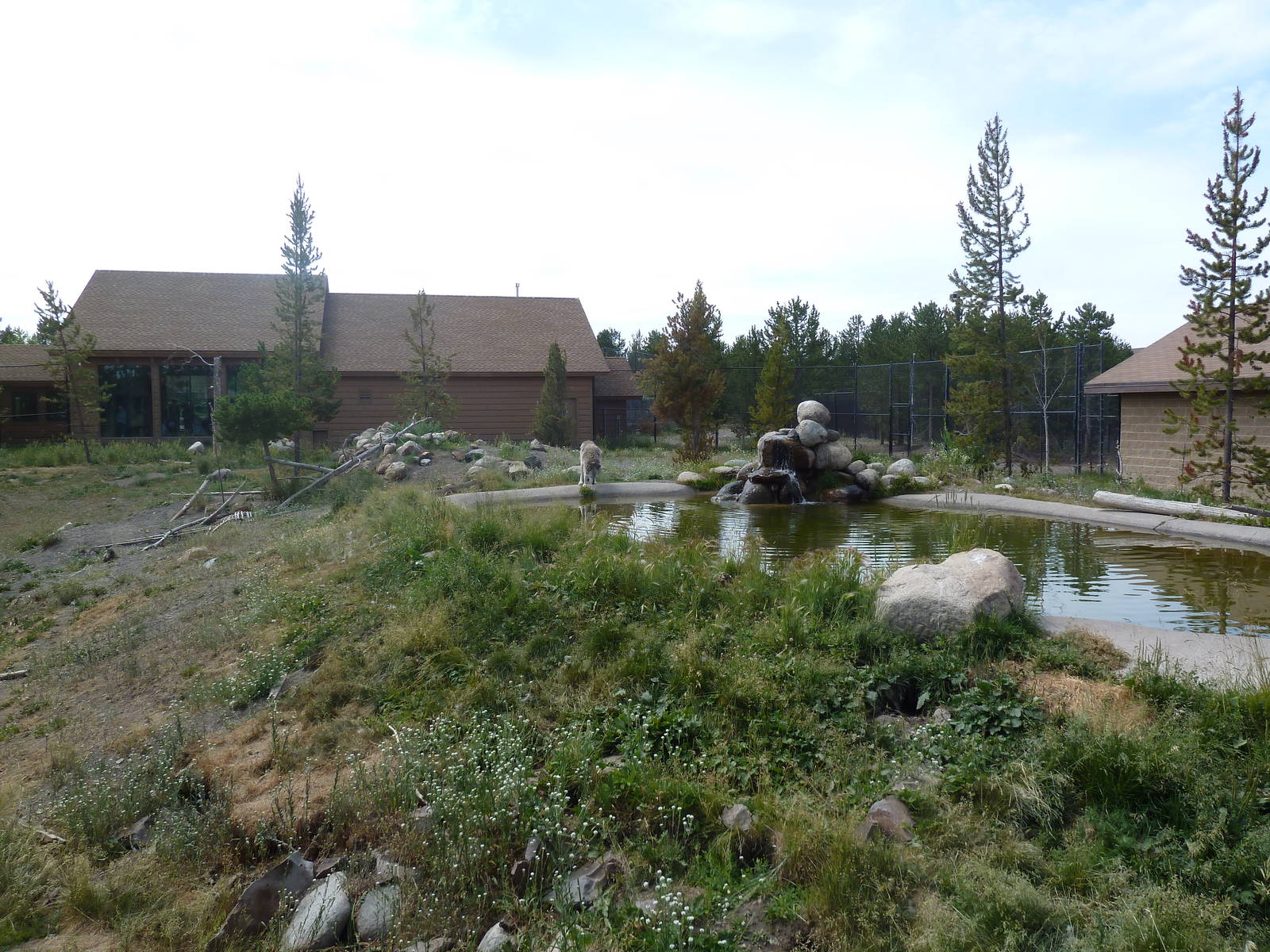 Grey Wolf Exhibit #1