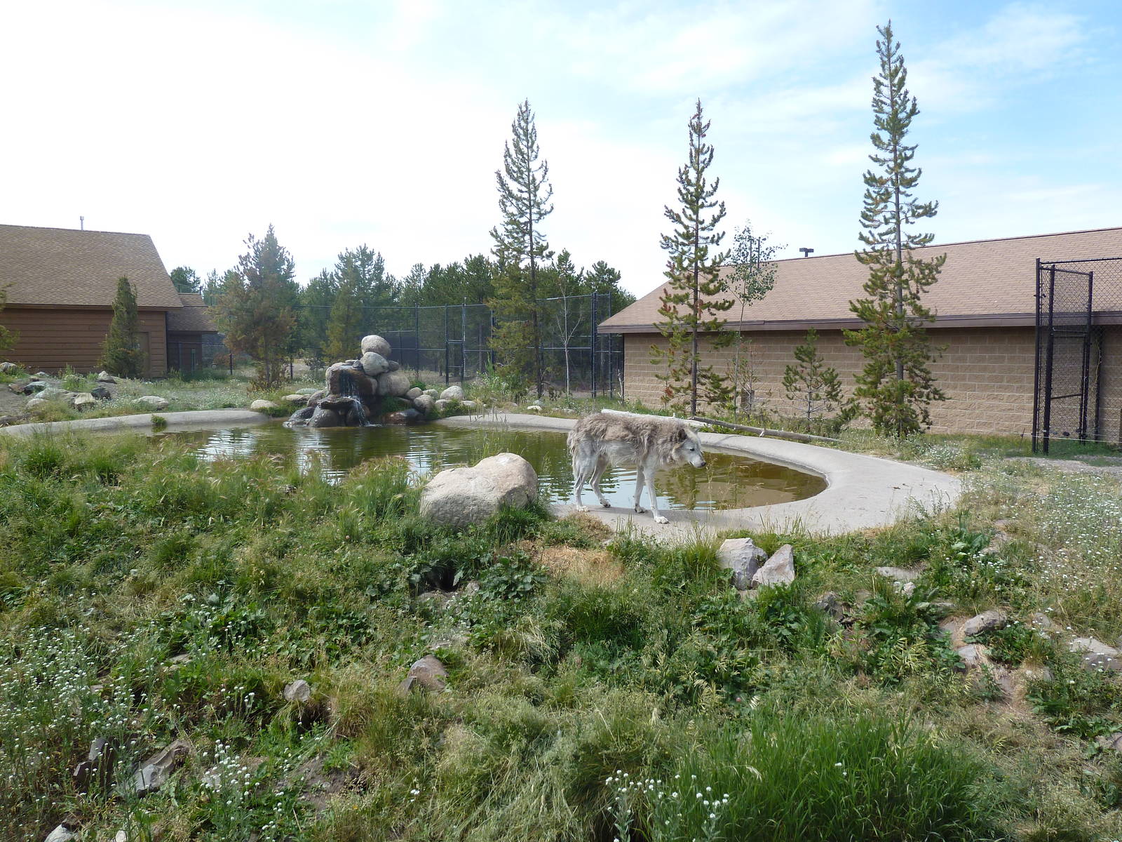 Grey Wolf Exhibit #1