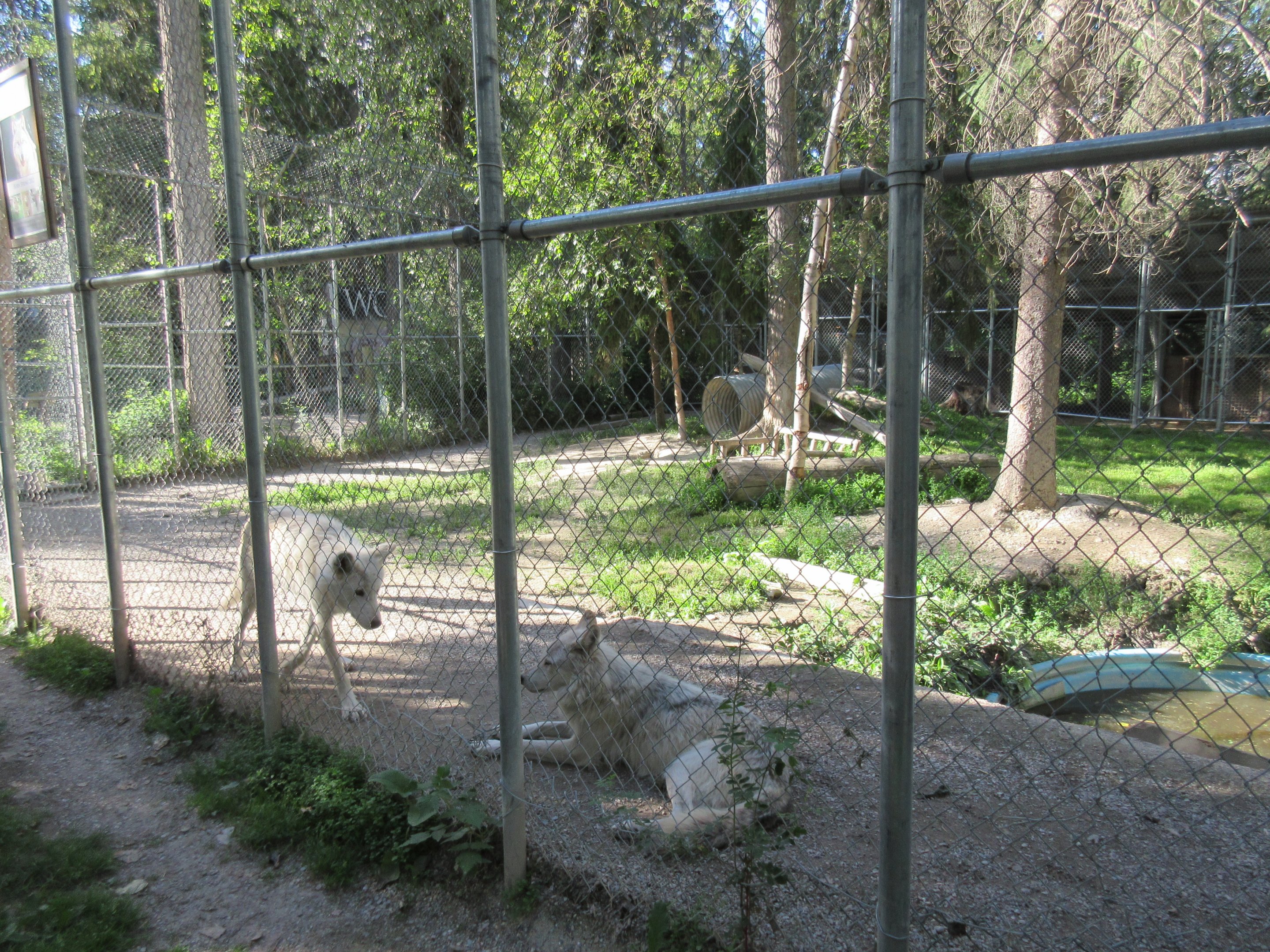 Grey Wolf Exhibit #1