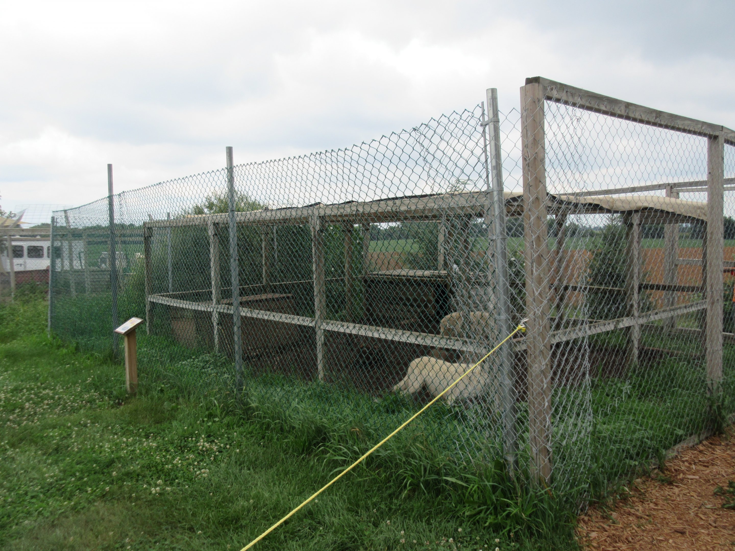 Grey Wolf Exhibit #1