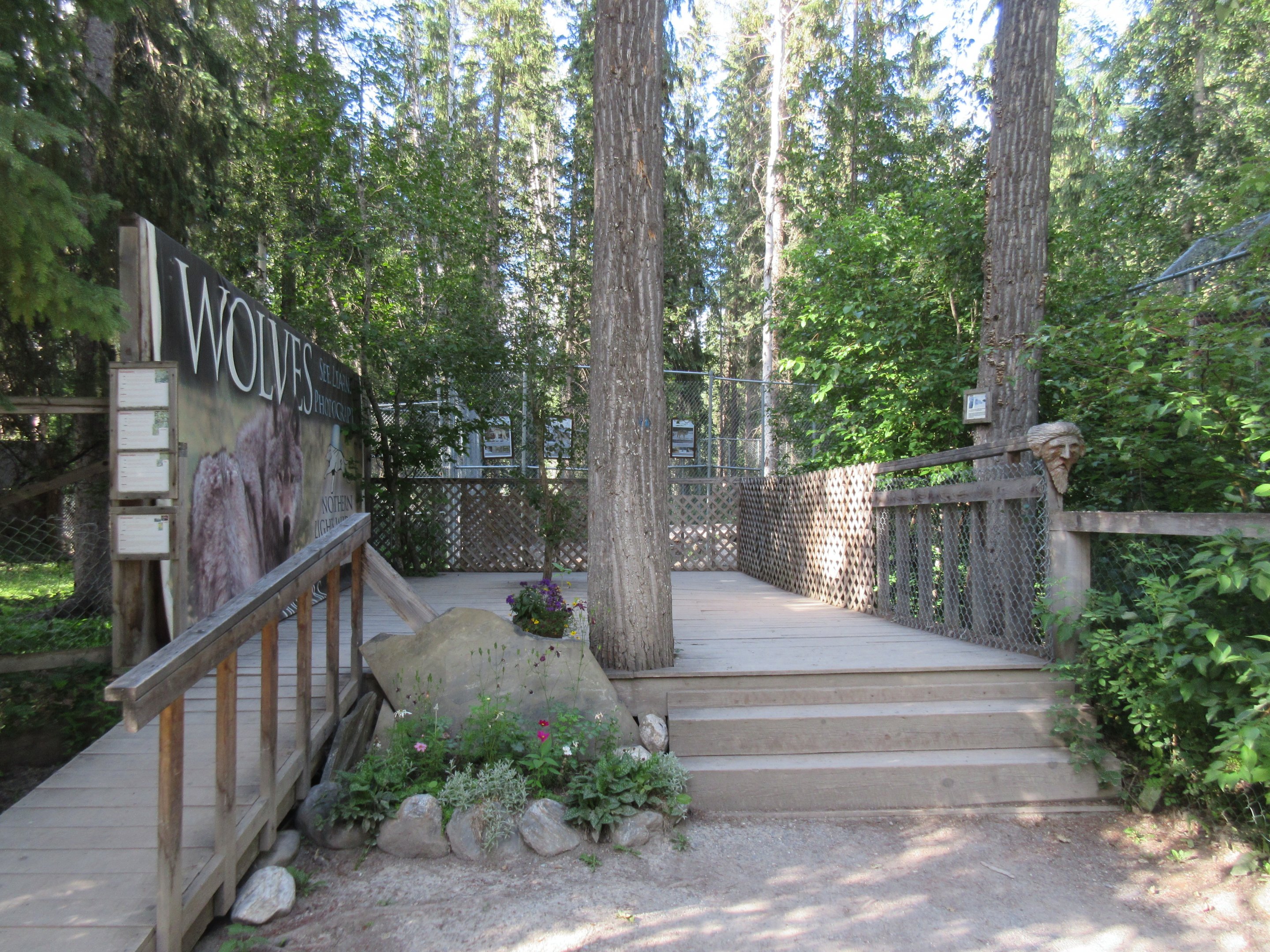 Grey Wolf Exhibit #2 - Viewing Deck