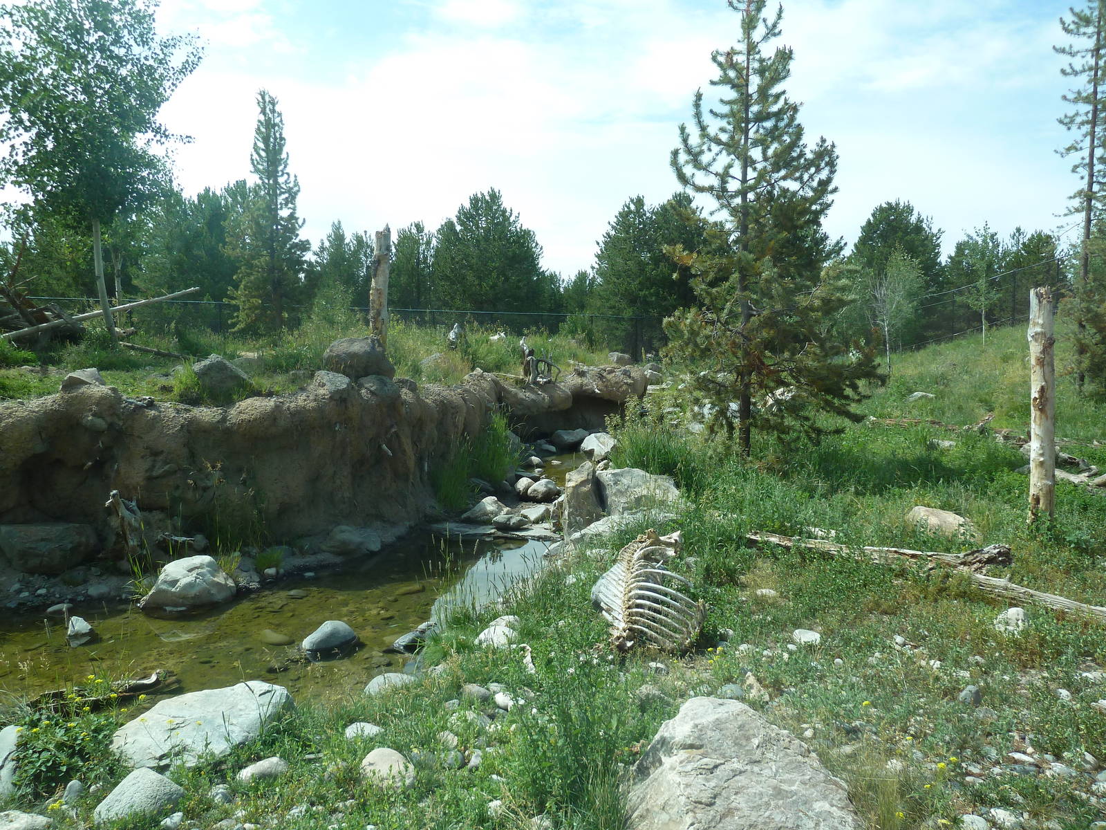 Grey Wolf Exhibit #2