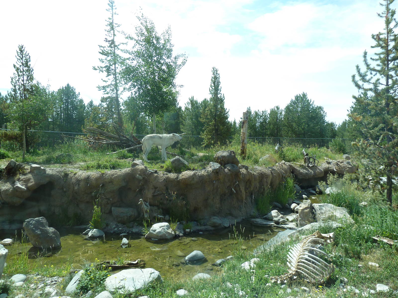 Grey Wolf Exhibit #2