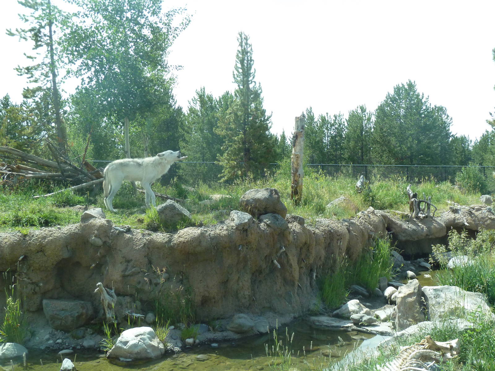 Grey Wolf Exhibit #2