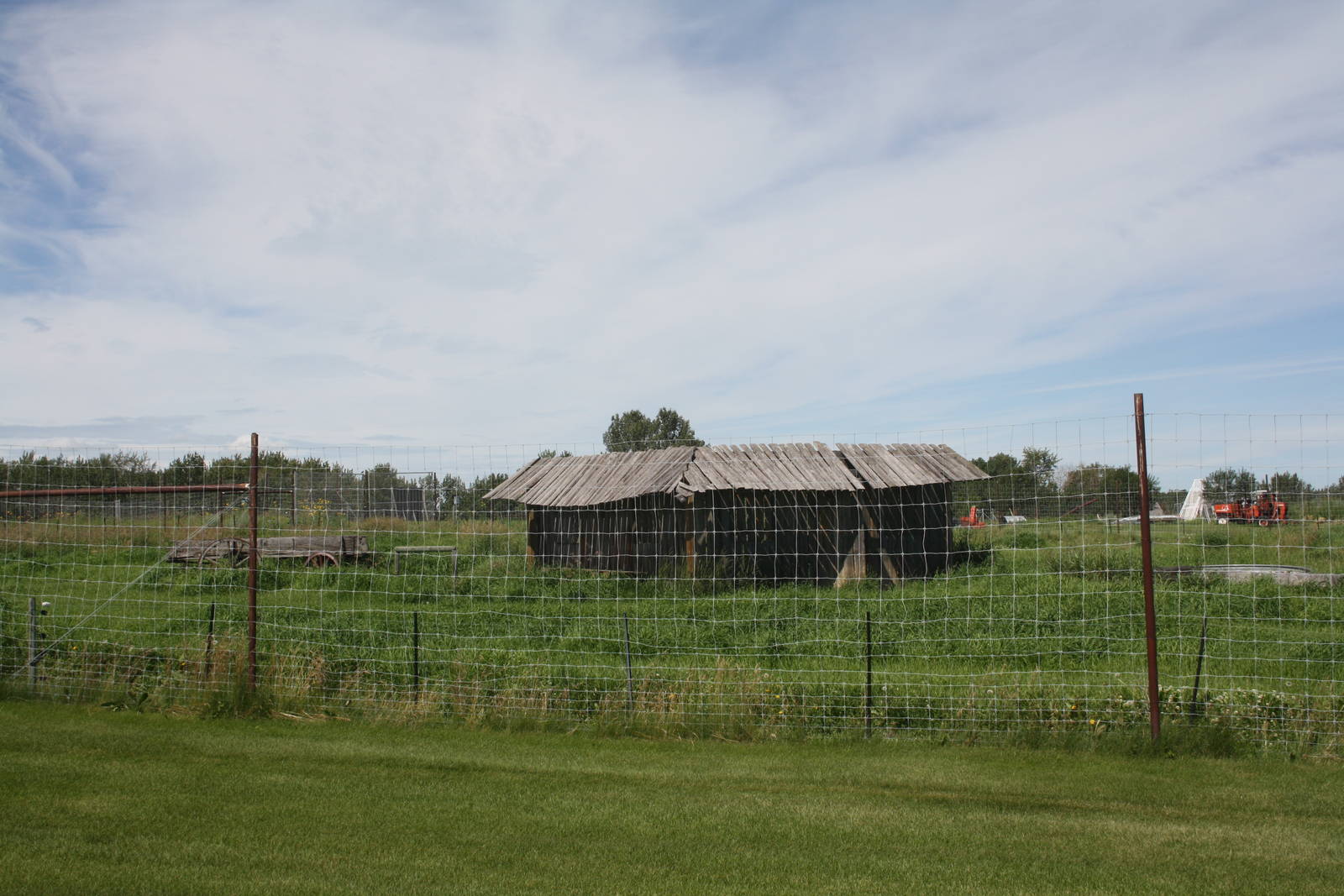 Grey Wolf Exhibit #2