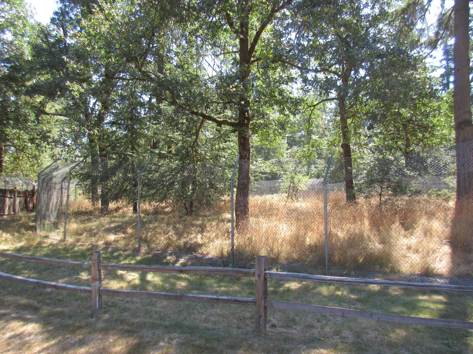 Grey Wolf Exhibit #2