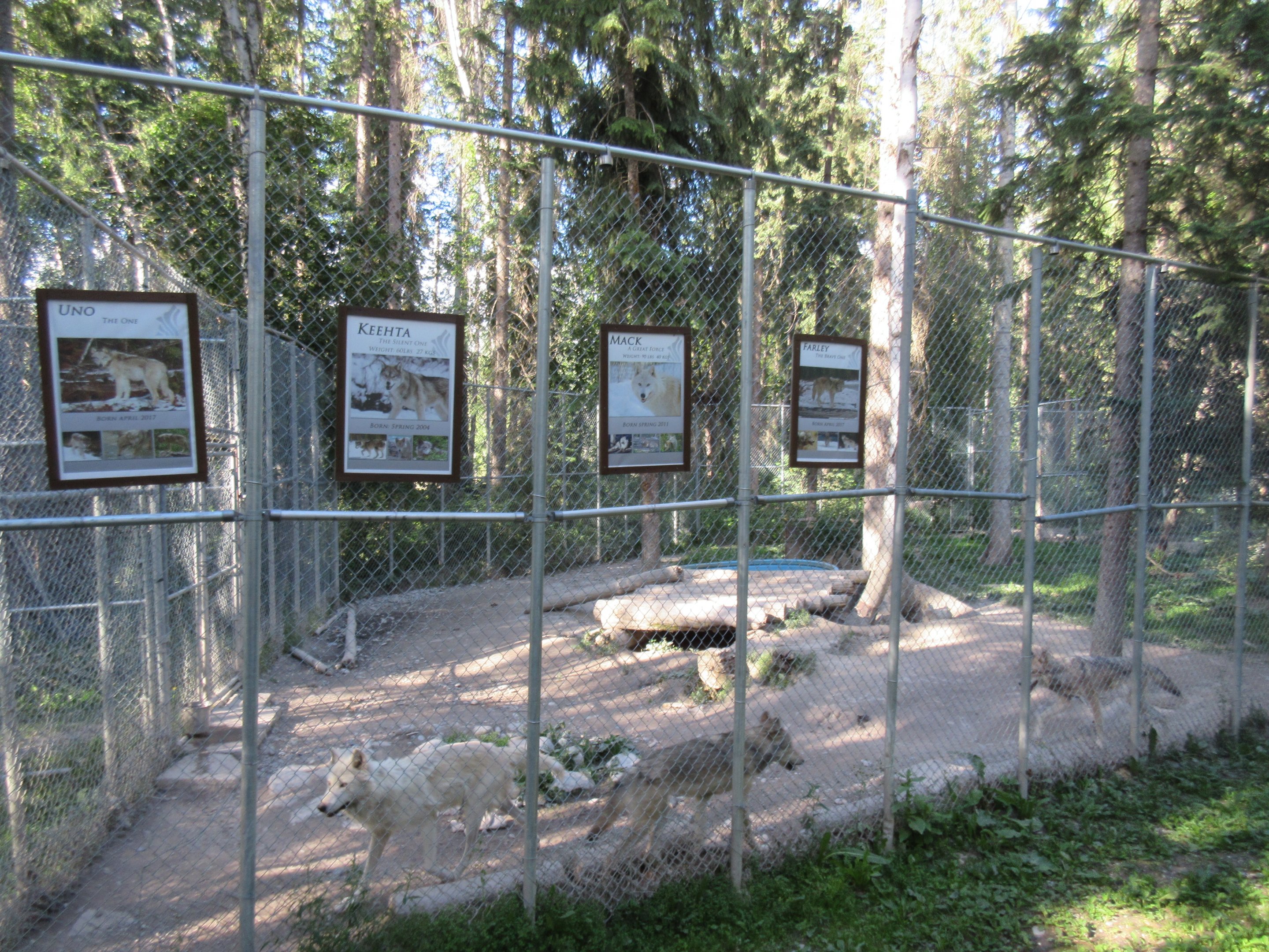 Grey Wolf Exhibit #2