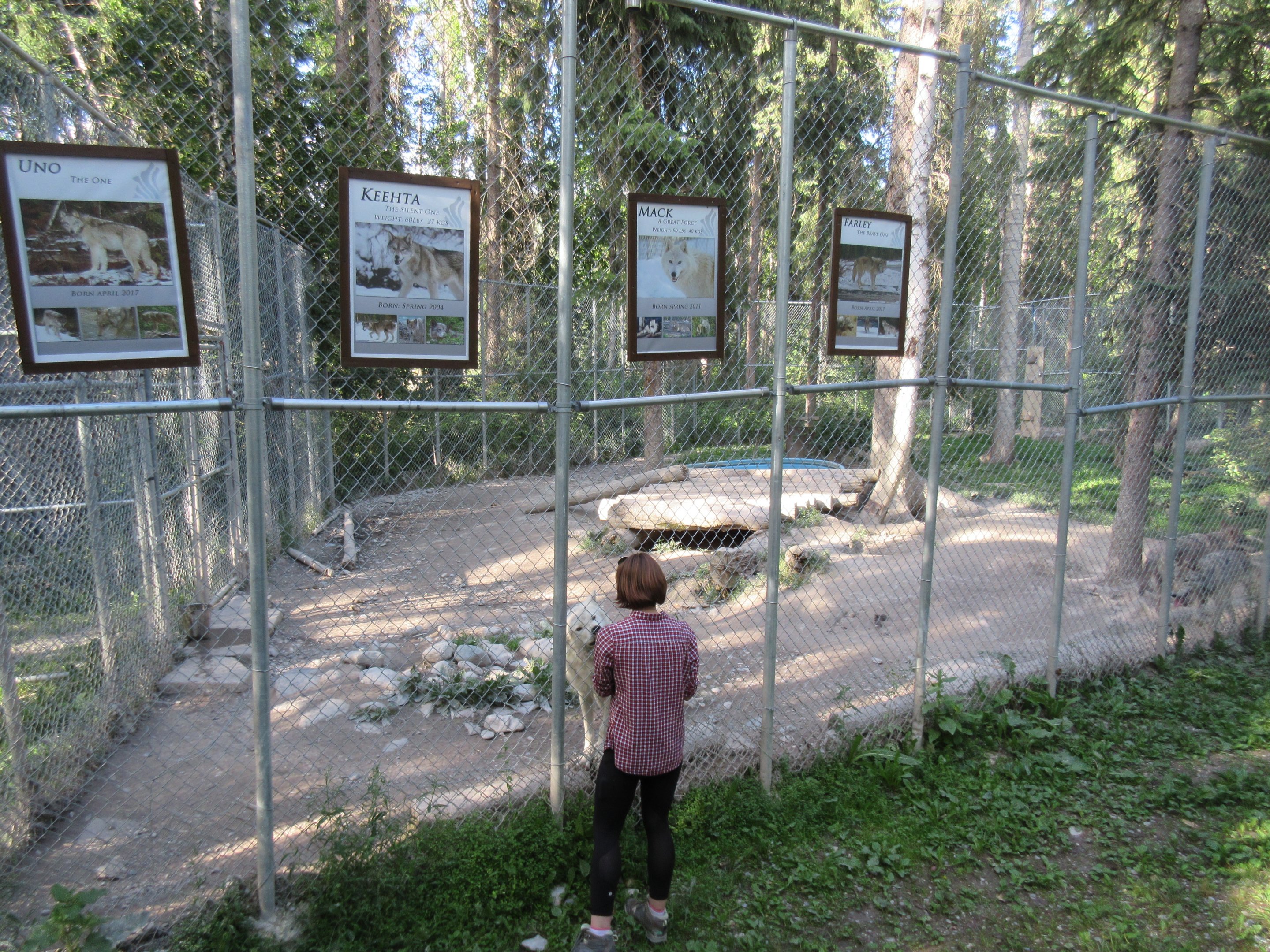 Grey Wolf Exhibit #2