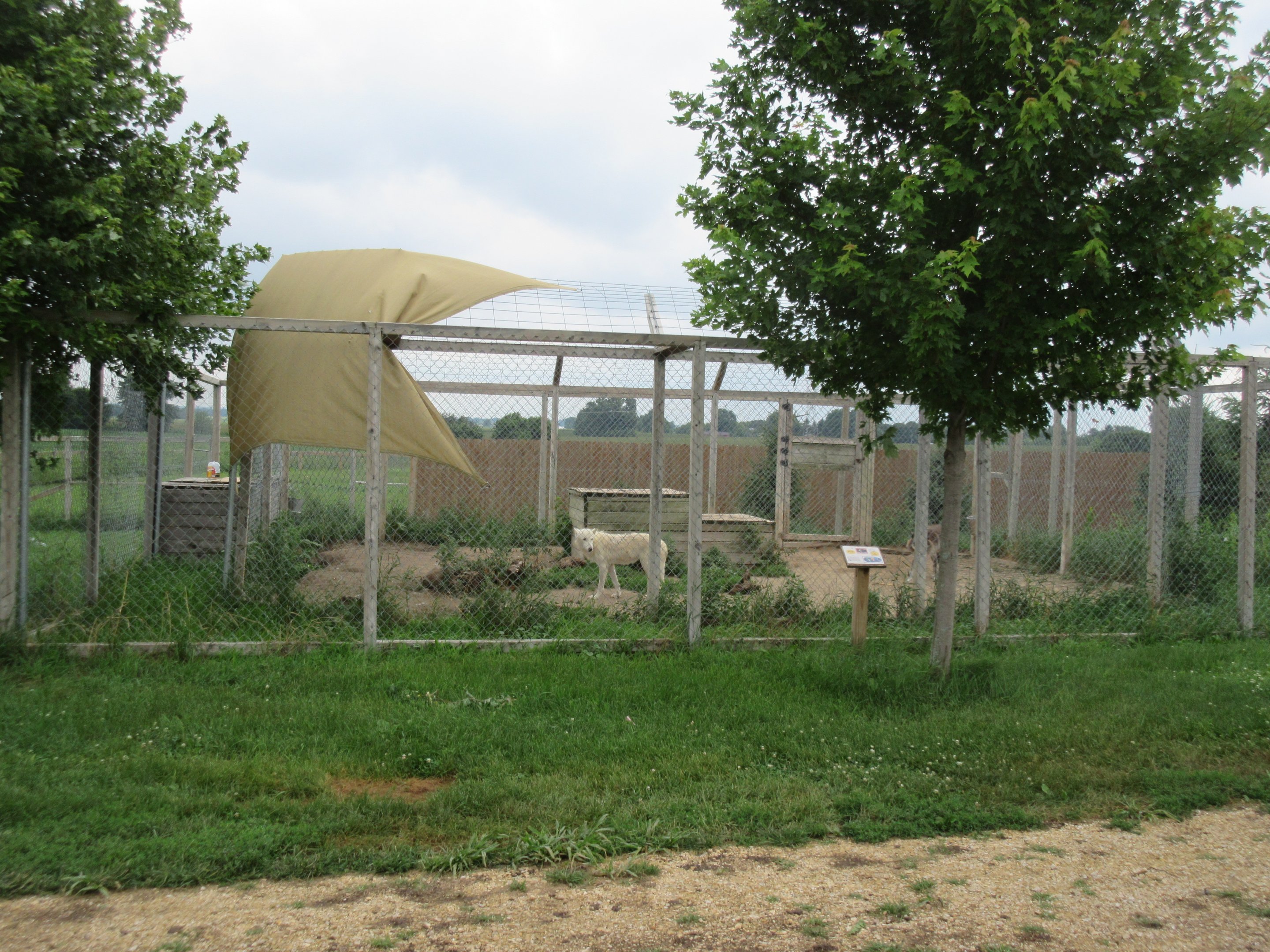 Grey Wolf Exhibit #2