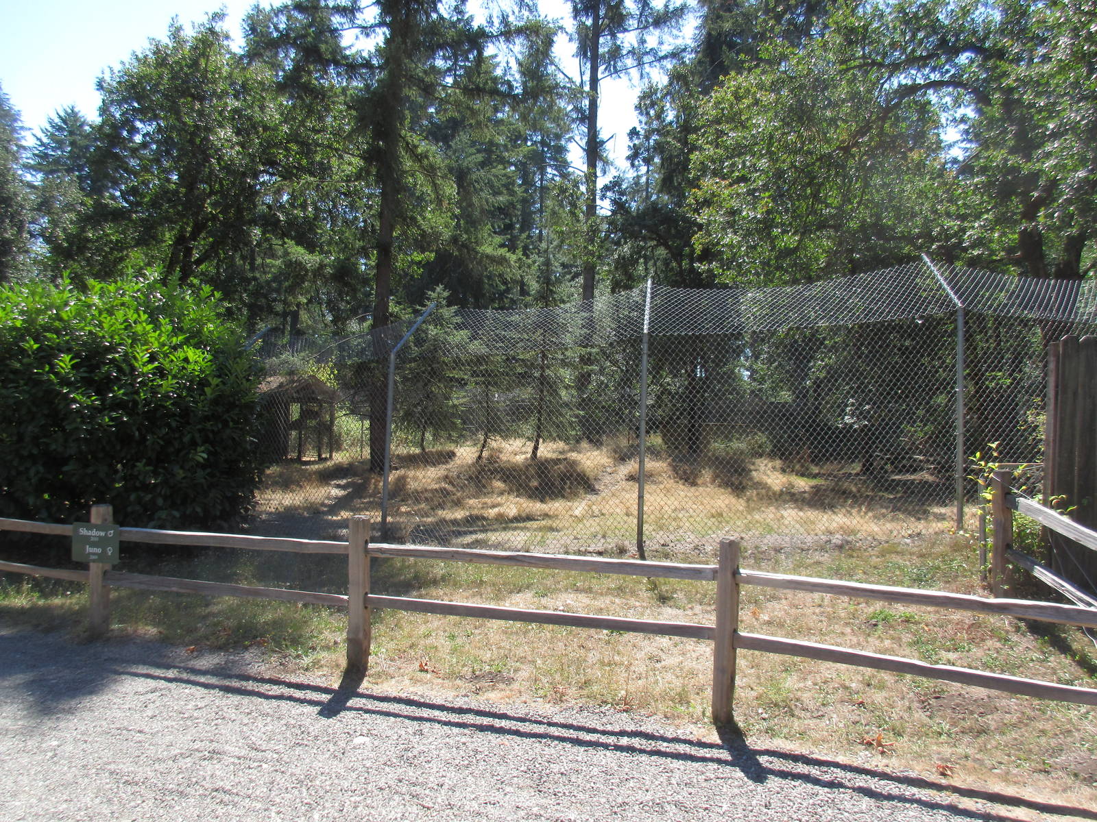 Grey Wolf Exhibit #3