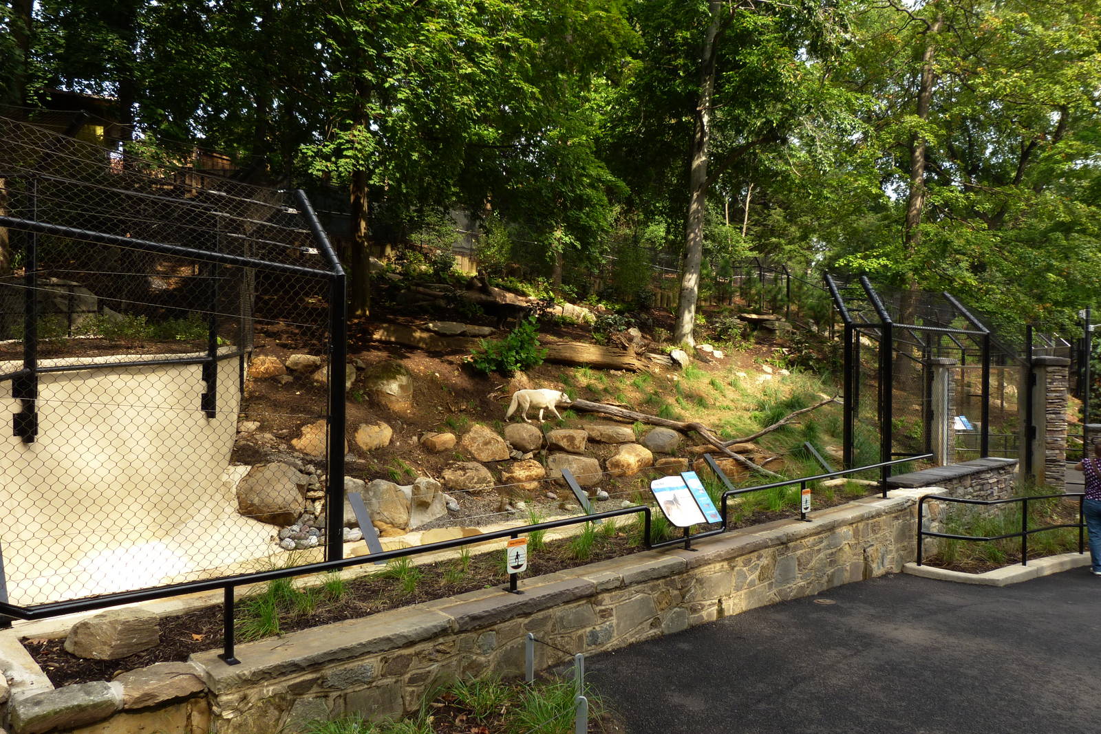 Grey Wolf Exhibit (American Trails) 9-6-12