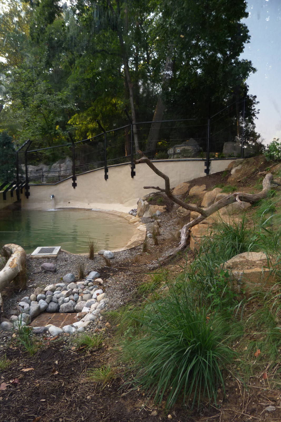 Grey Wolf Exhibit (American Trails) 9-6-12