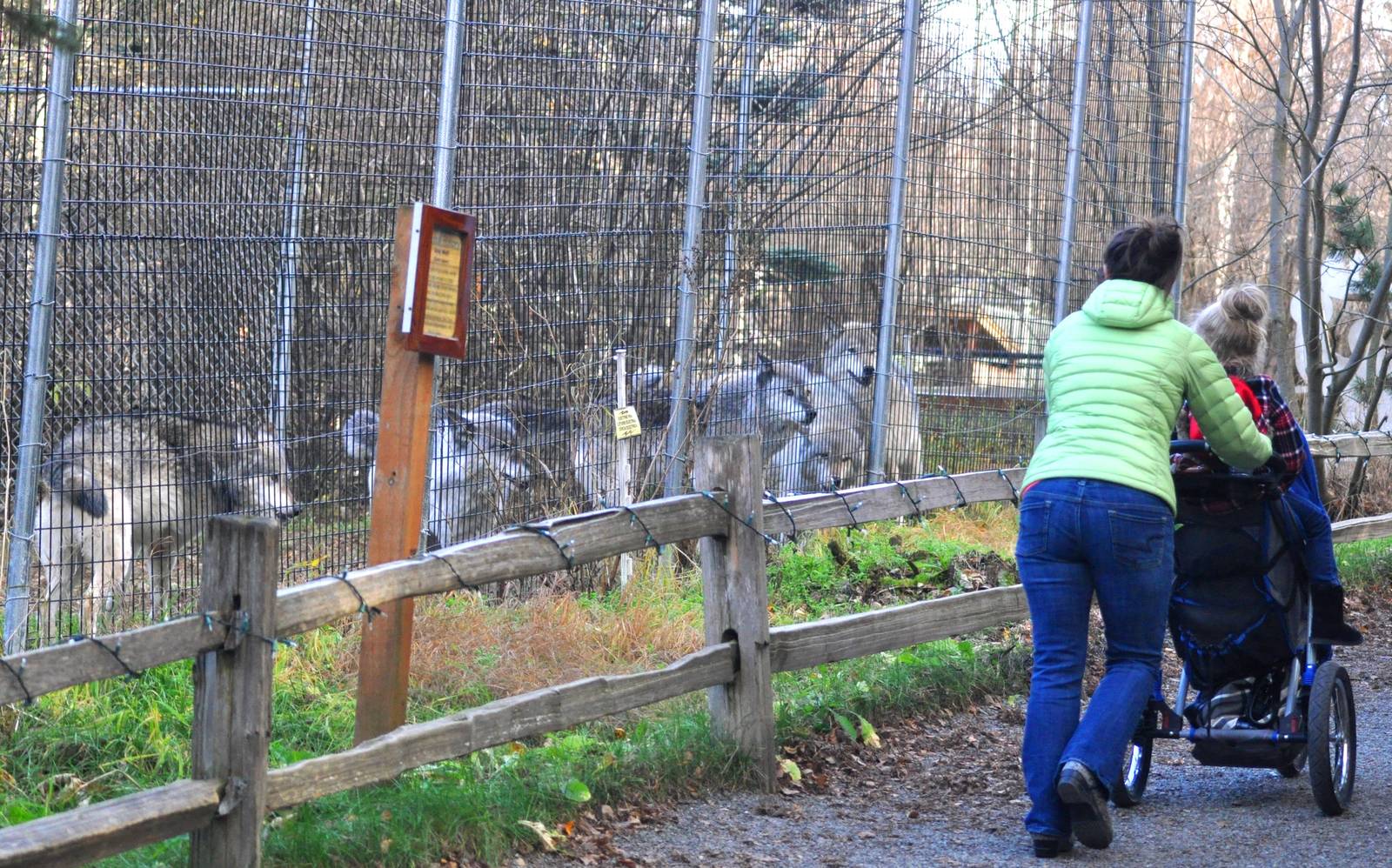 Grey Wolf Exhibit and Guests
