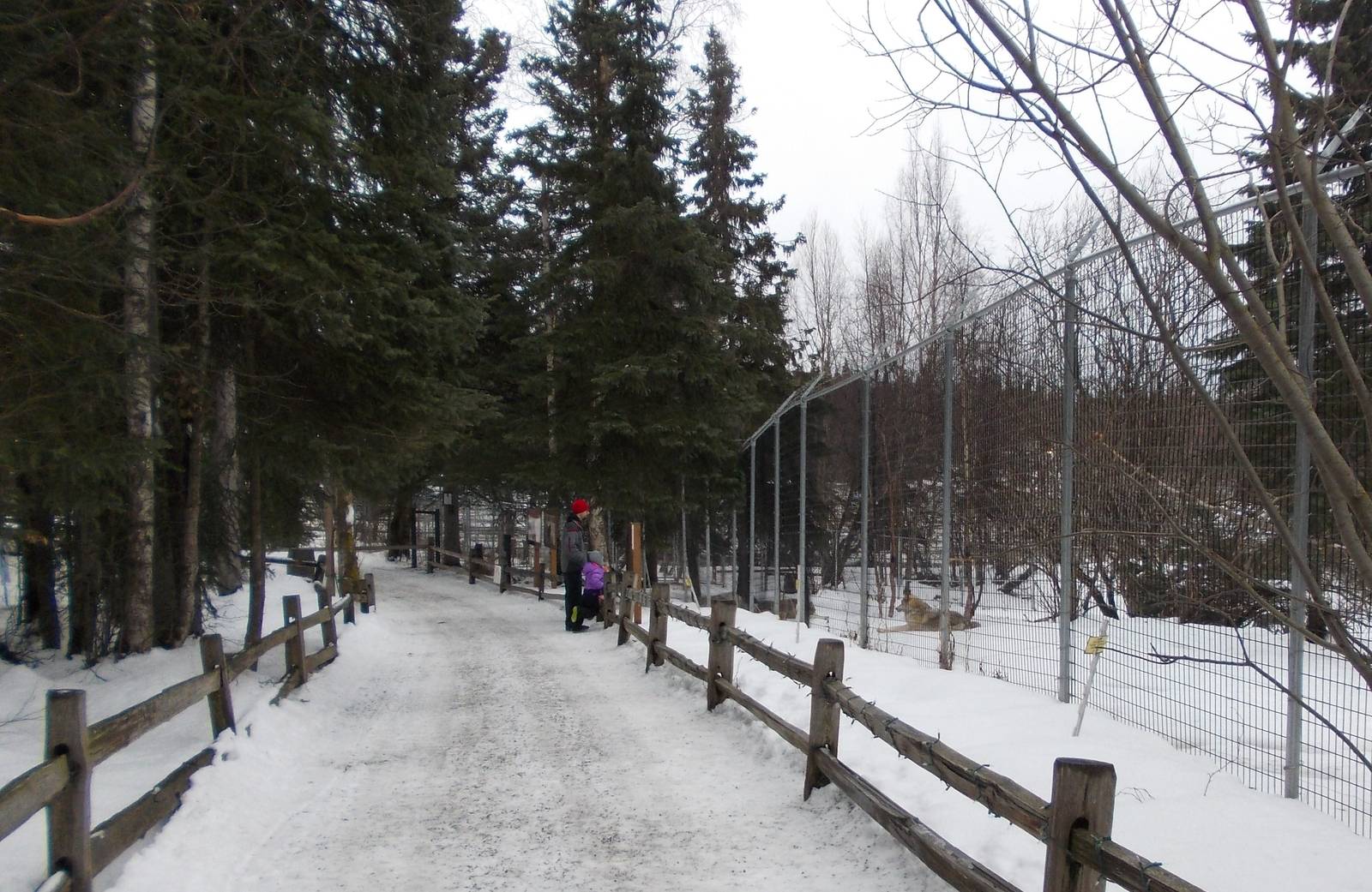 Grey Wolf Exhibit and Zoo Guests