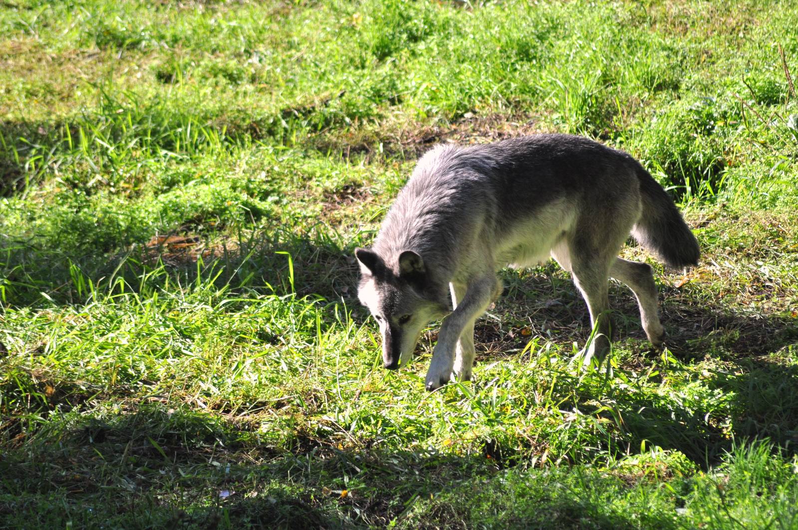 Grey Wolf Exhibit (as viewed from Amur Tiger Overlook)