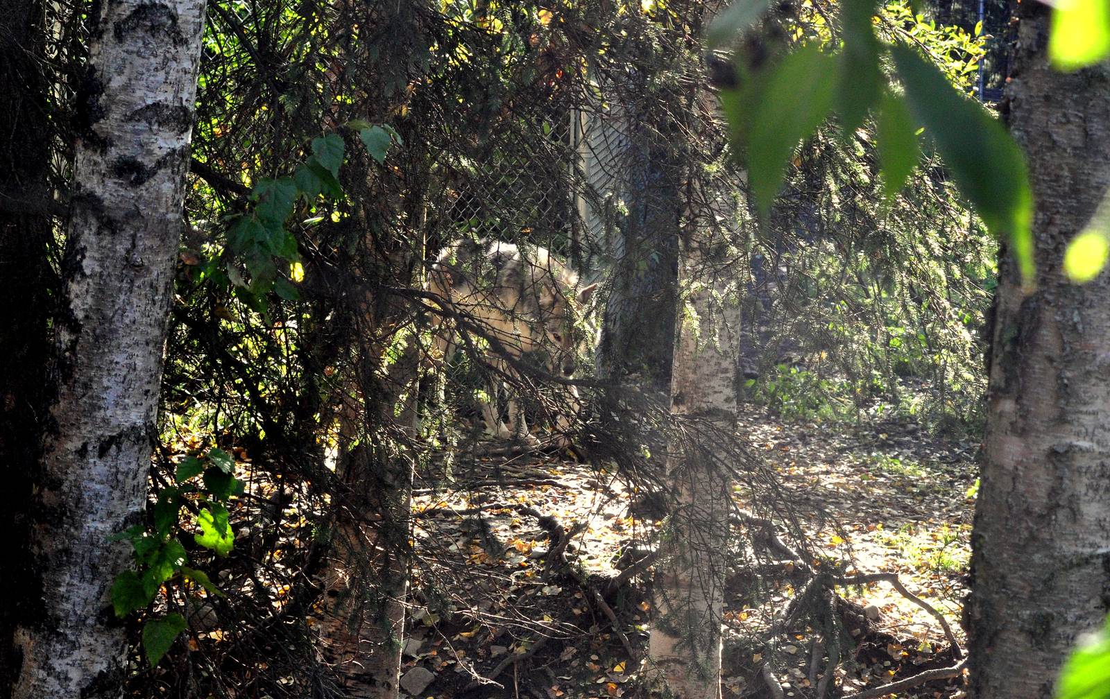 Grey Wolf Exhibit (look closely)