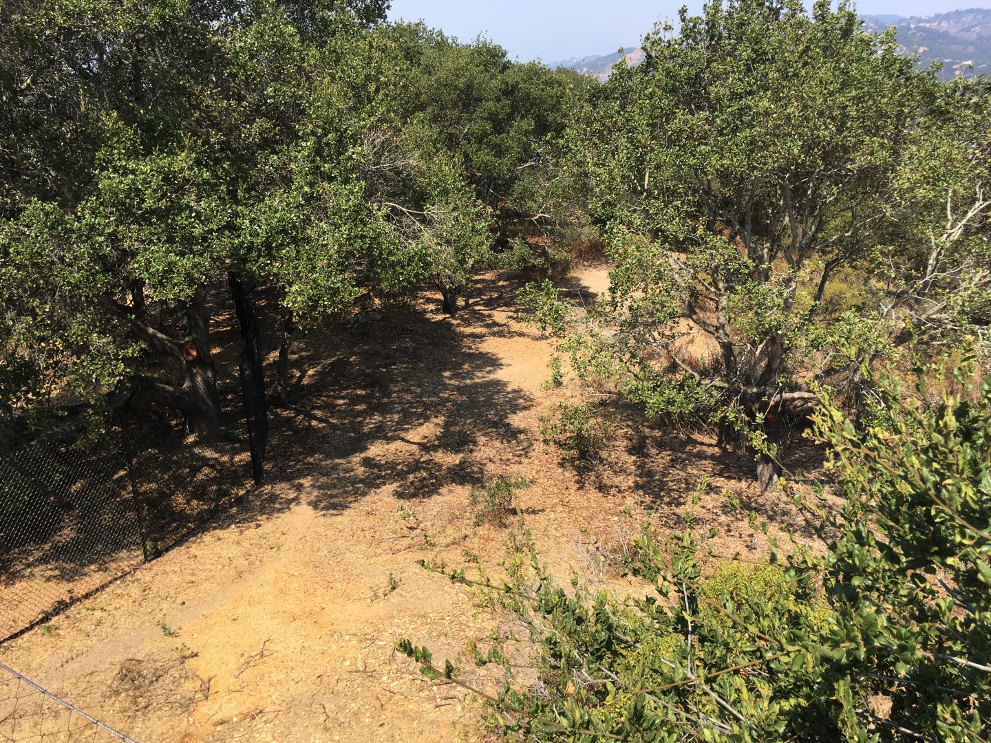 Grey wolf exhibit (Lower?)