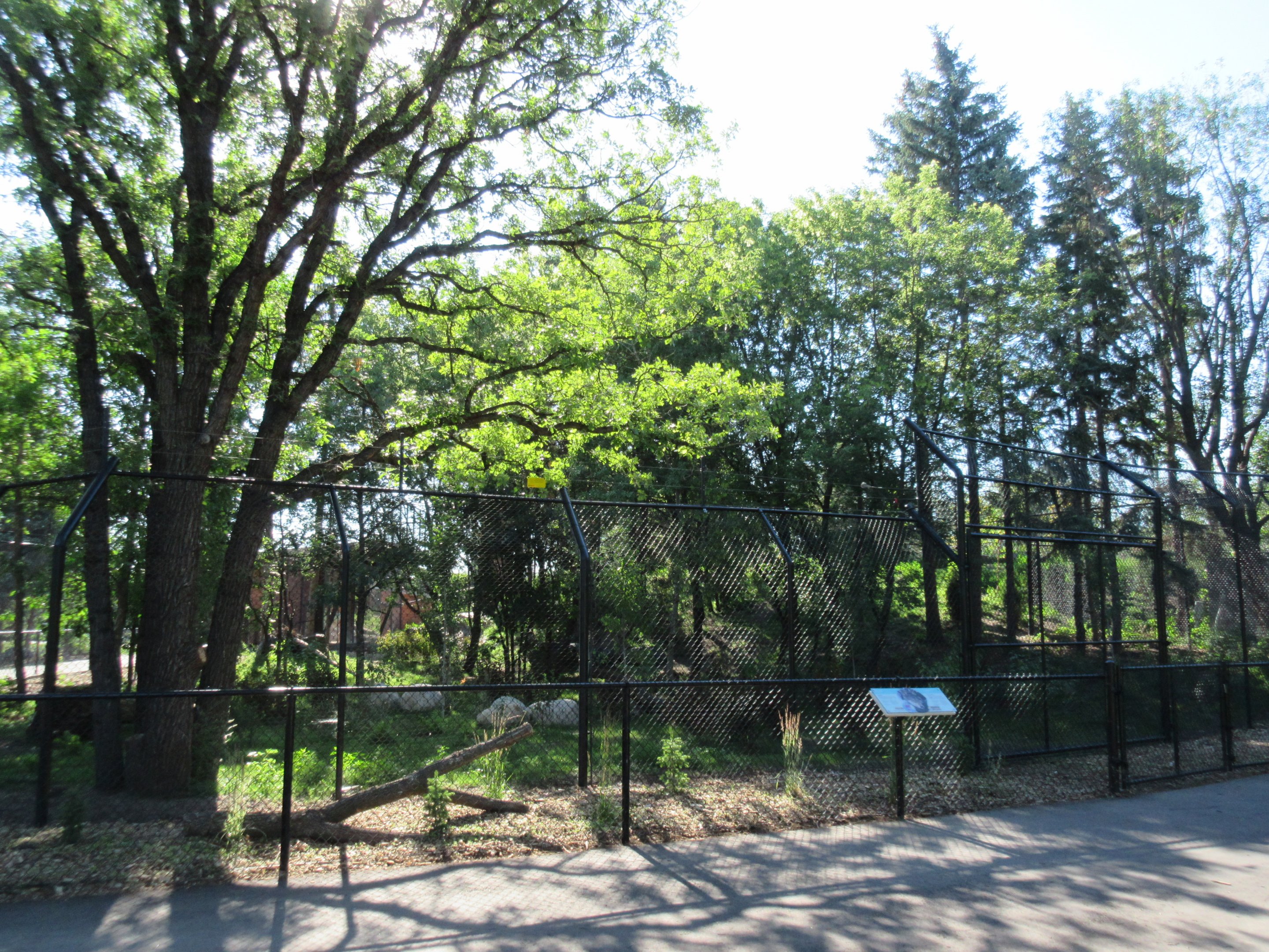 Grey Wolf Exhibit - New in 2018