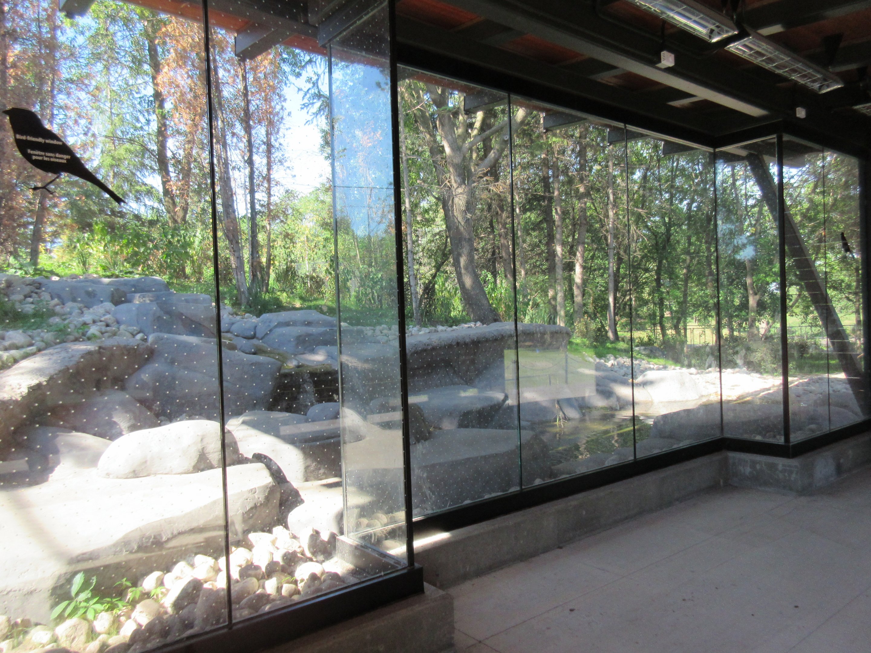 Grey Wolf Exhibit - New in 2018