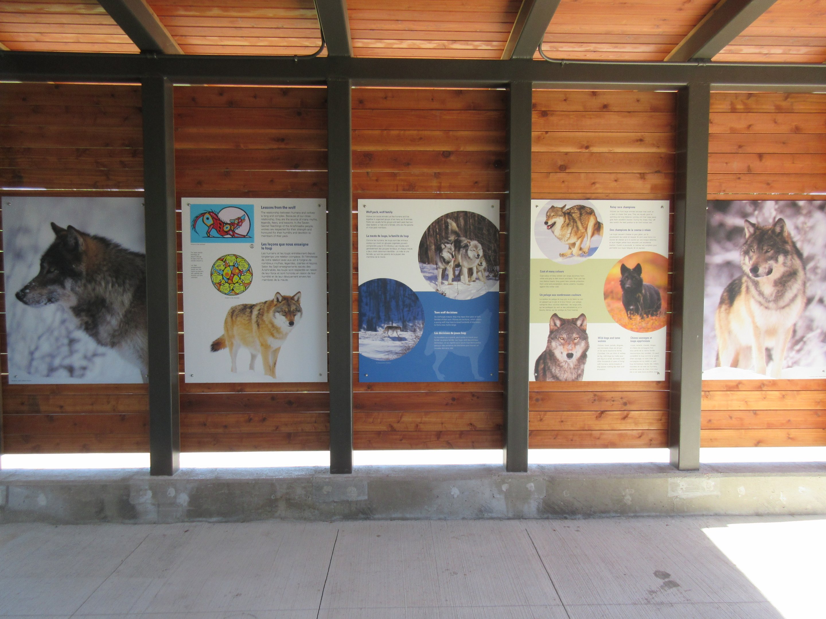 Grey Wolf Exhibit - New in 2018