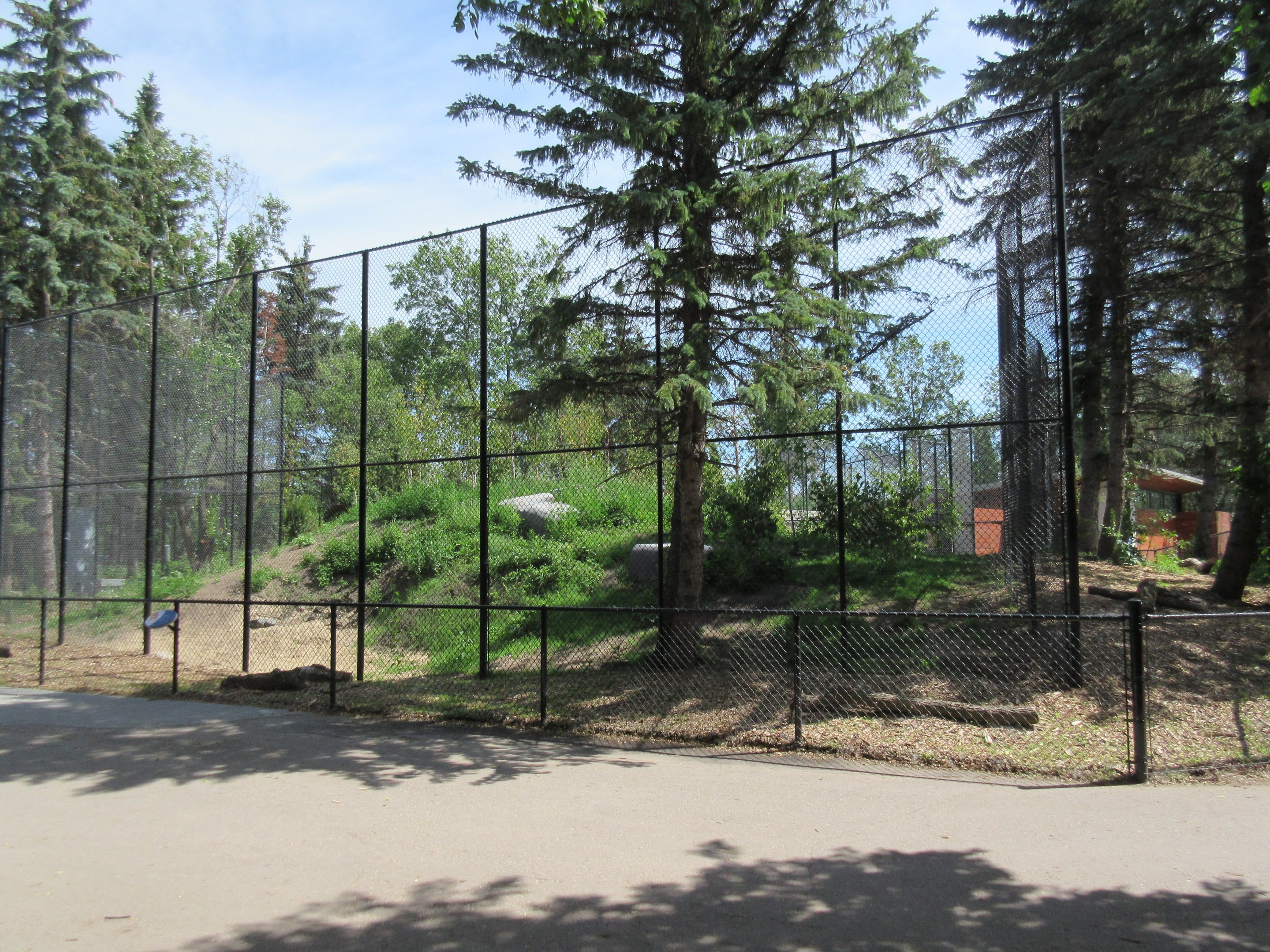 Grey Wolf Exhibit - New in 2018