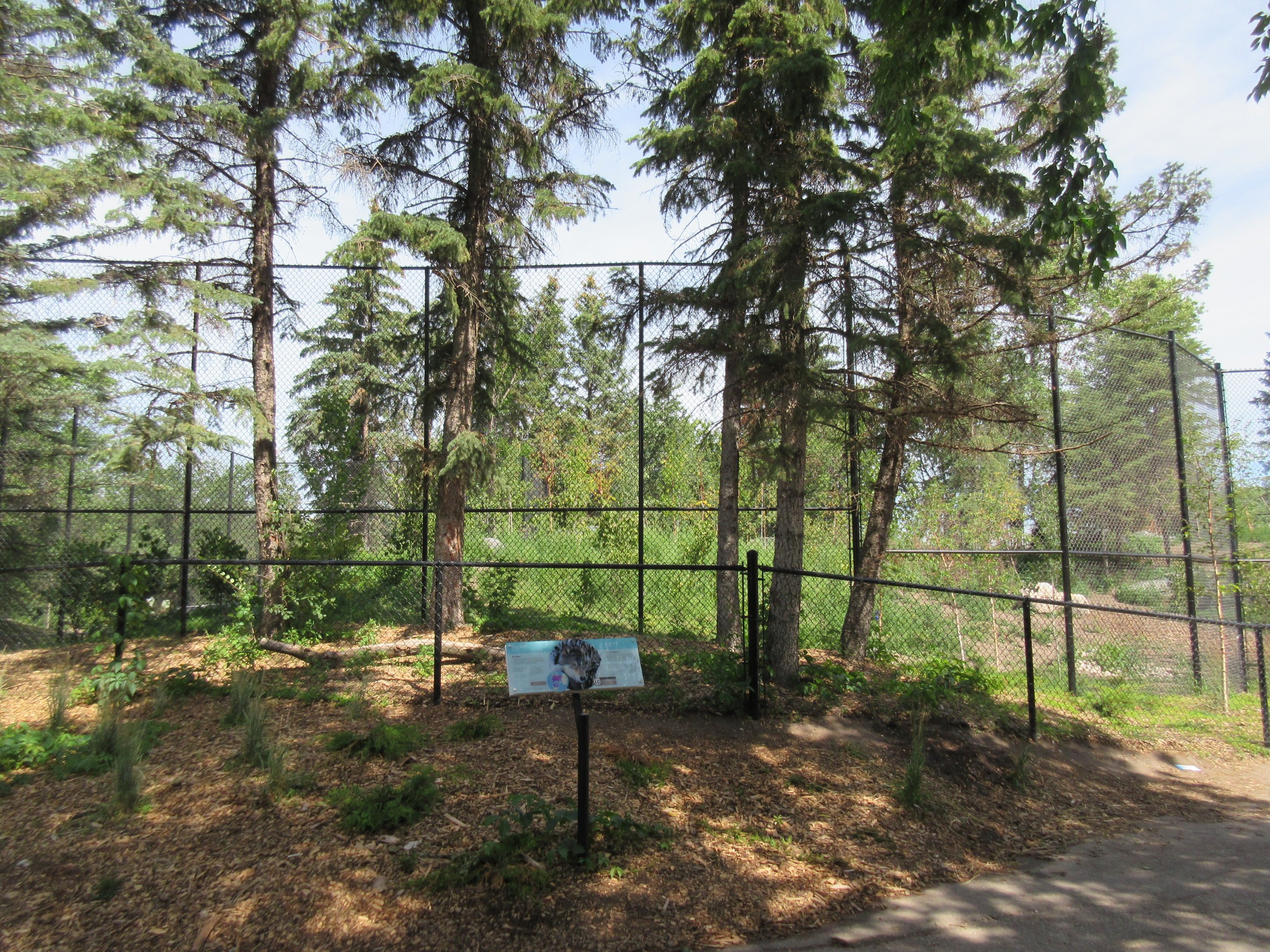 Grey Wolf Exhibit - New in 2018