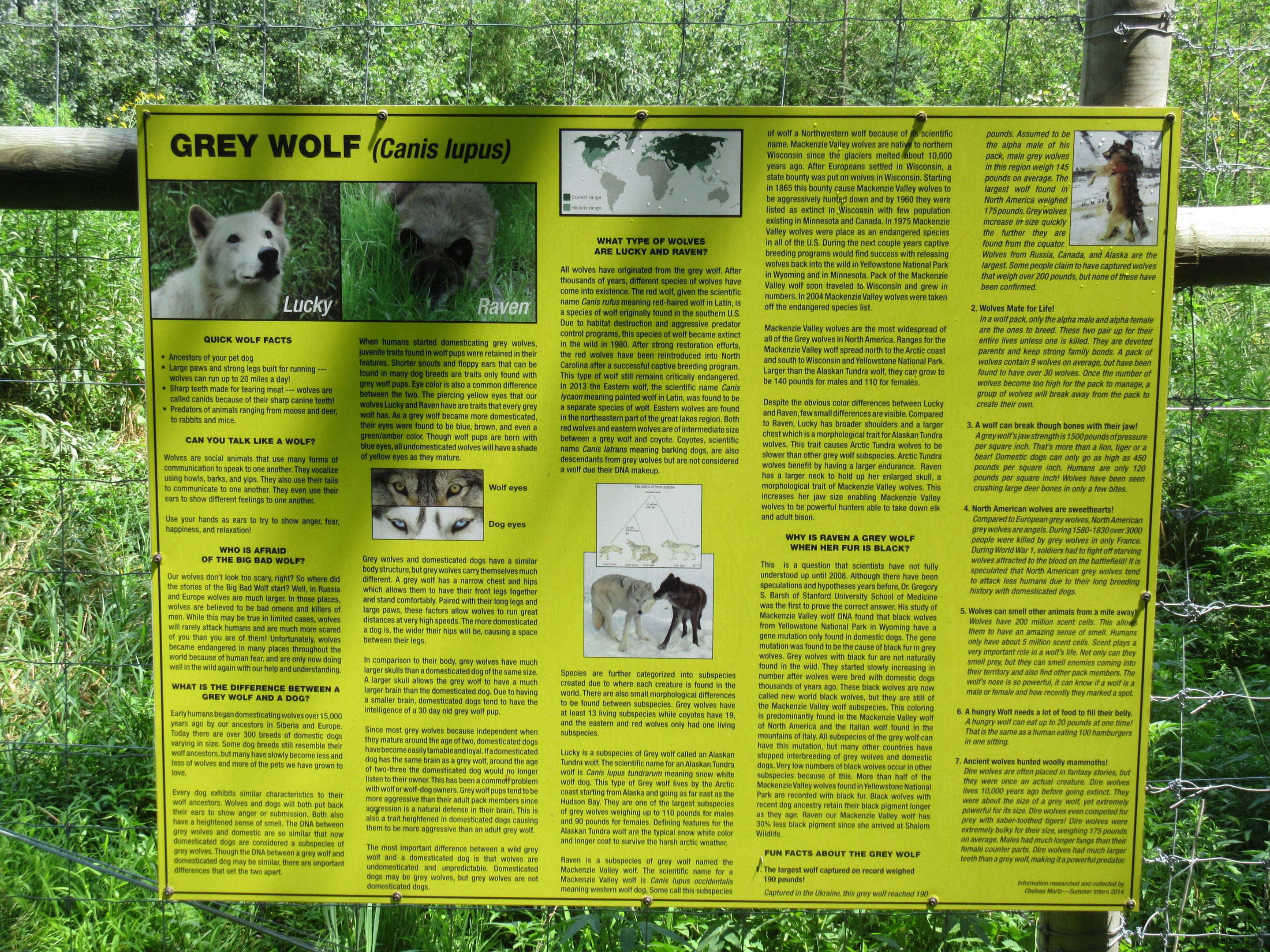 Grey Wolf Exhibit - packed informational sign!