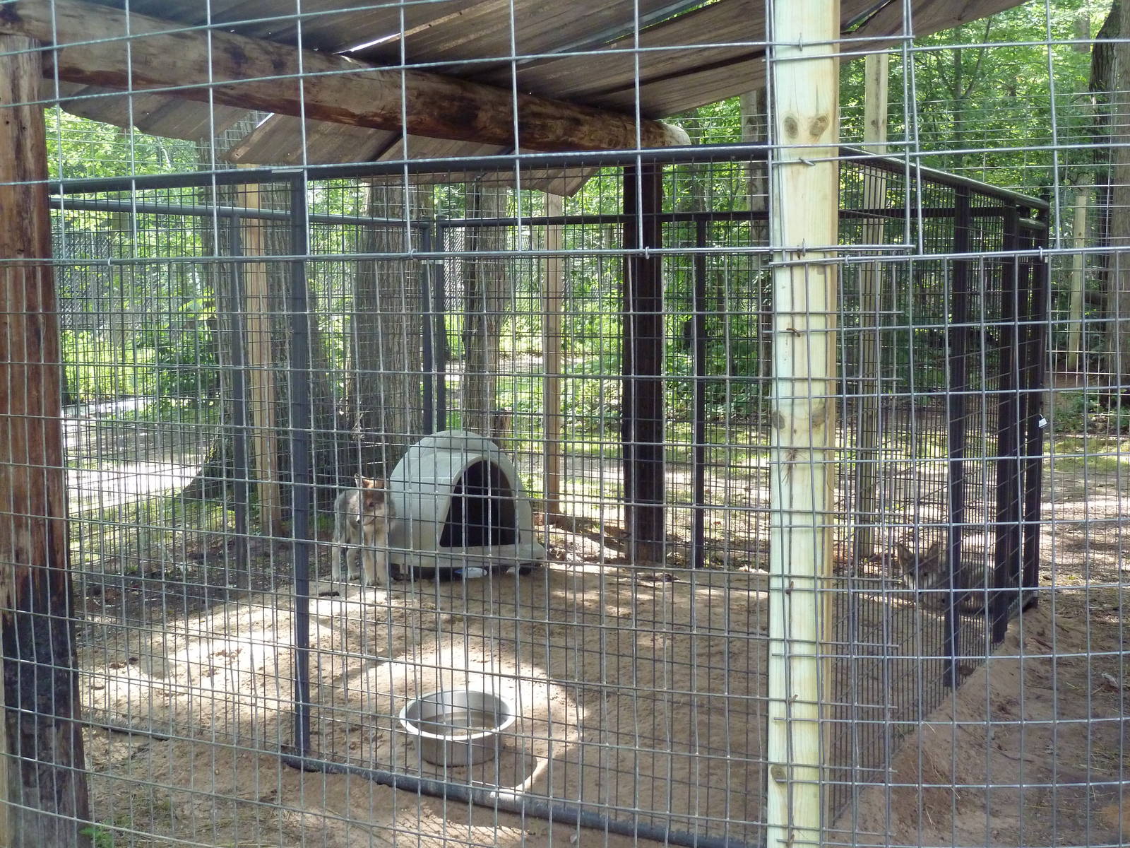 Grey Wolf Exhibit (pups)