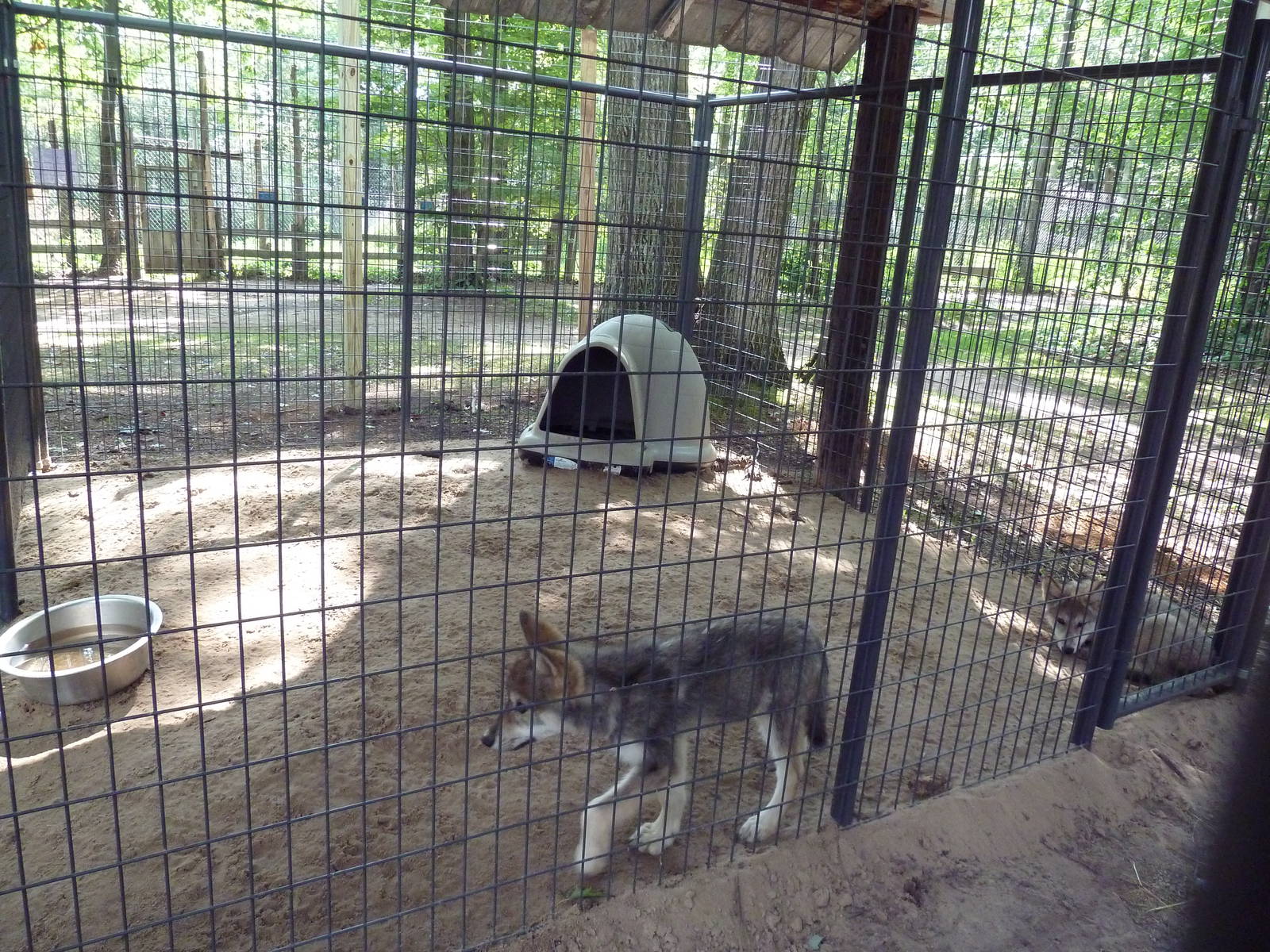 Grey Wolf Exhibit (pups)