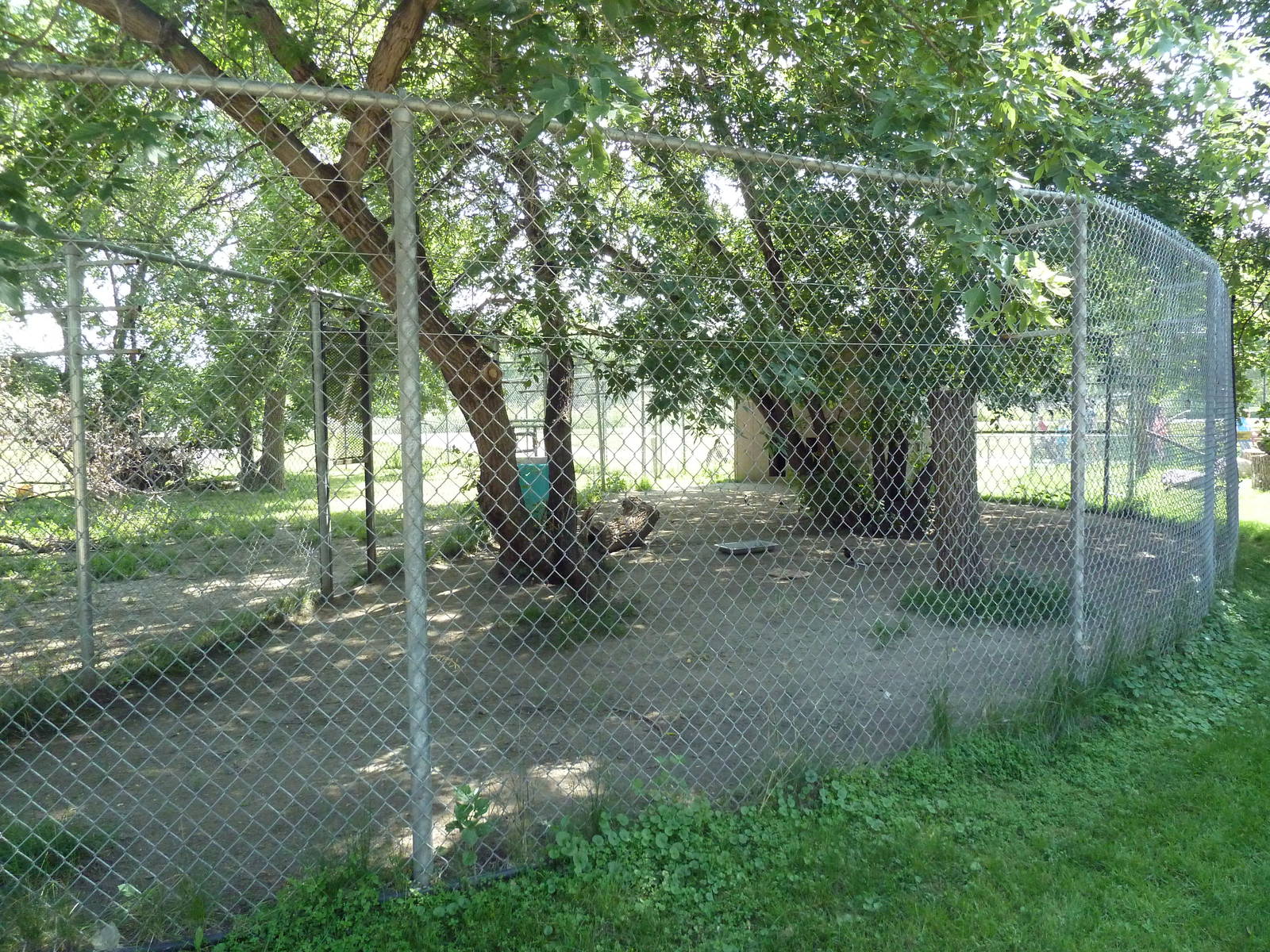 Grey Wolf Exhibit (Side Yard)