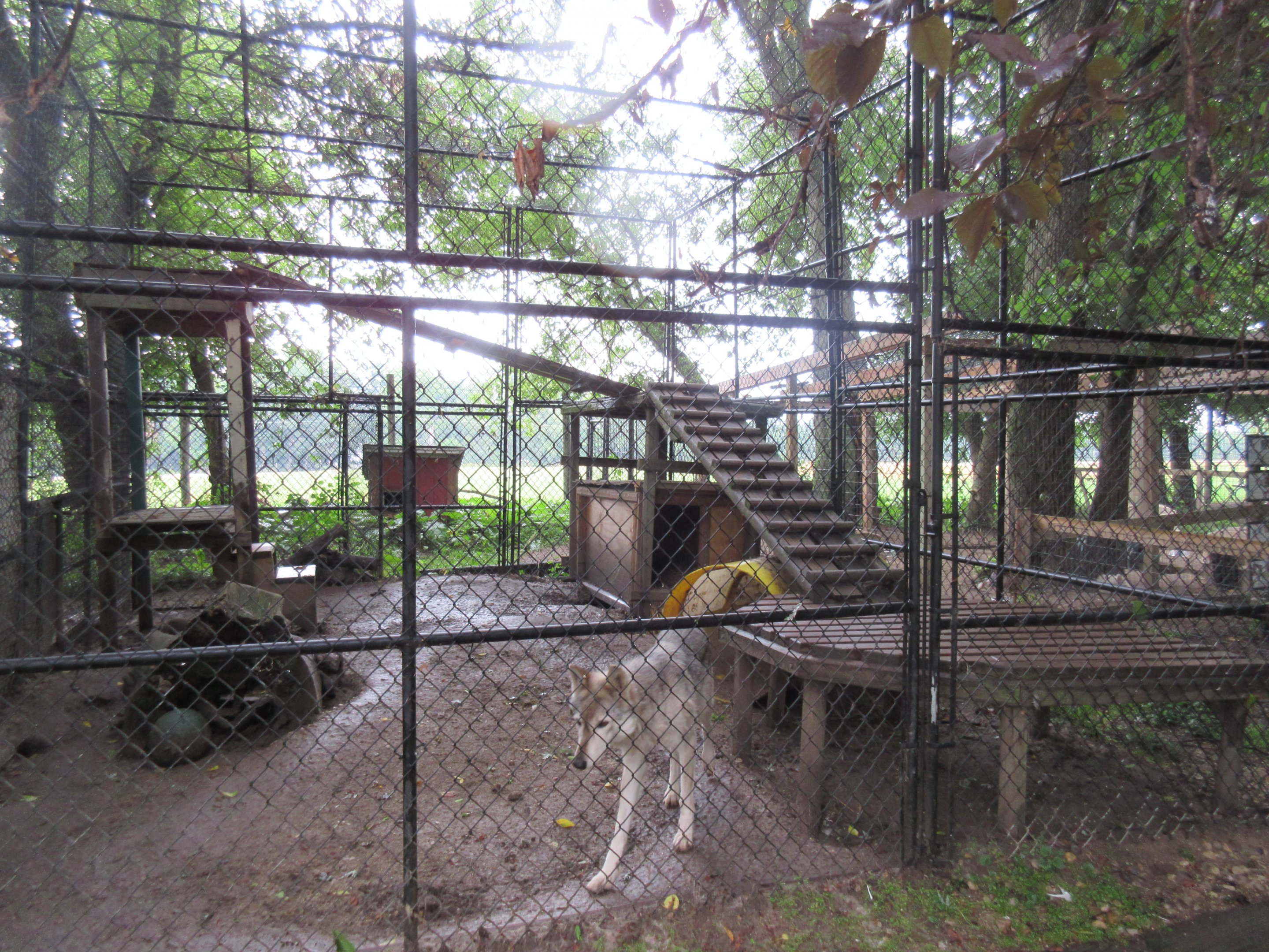 Grey Wolf Exhibit (sorry, poor quality photo)