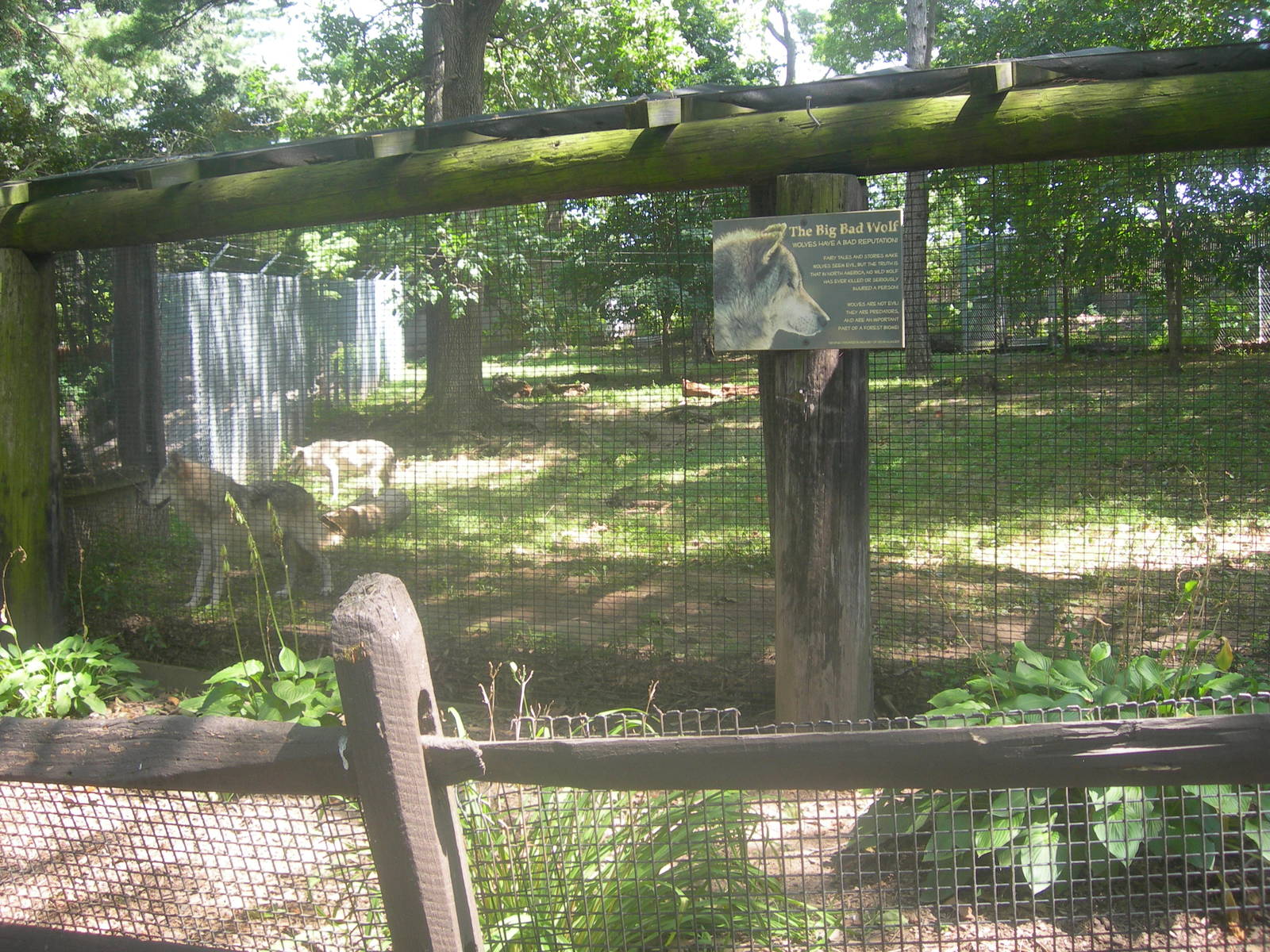 Grey Wolf Exhibit