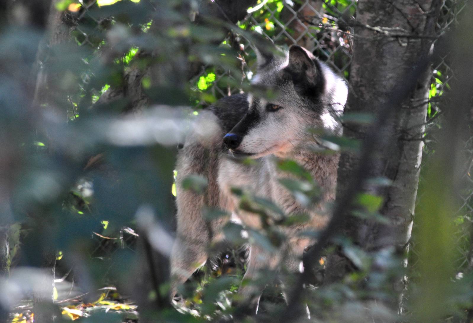 Grey Wolf Exhibit