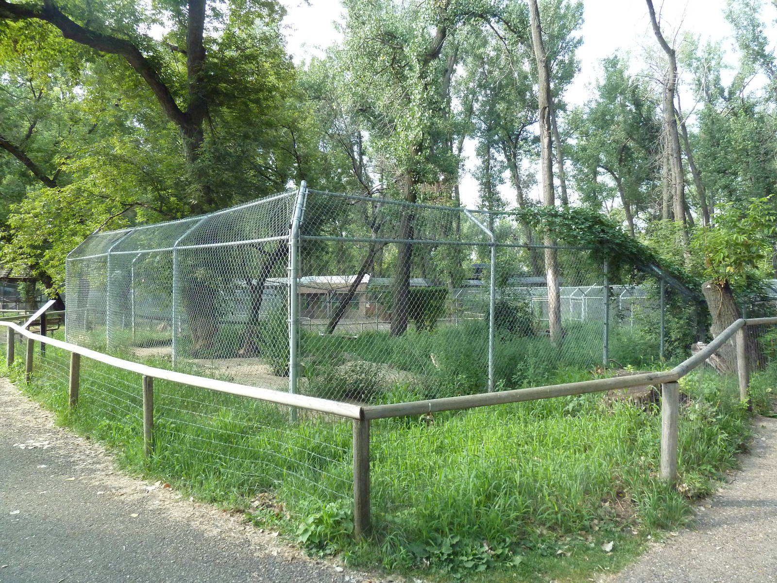 Grey Wolf Exhibit