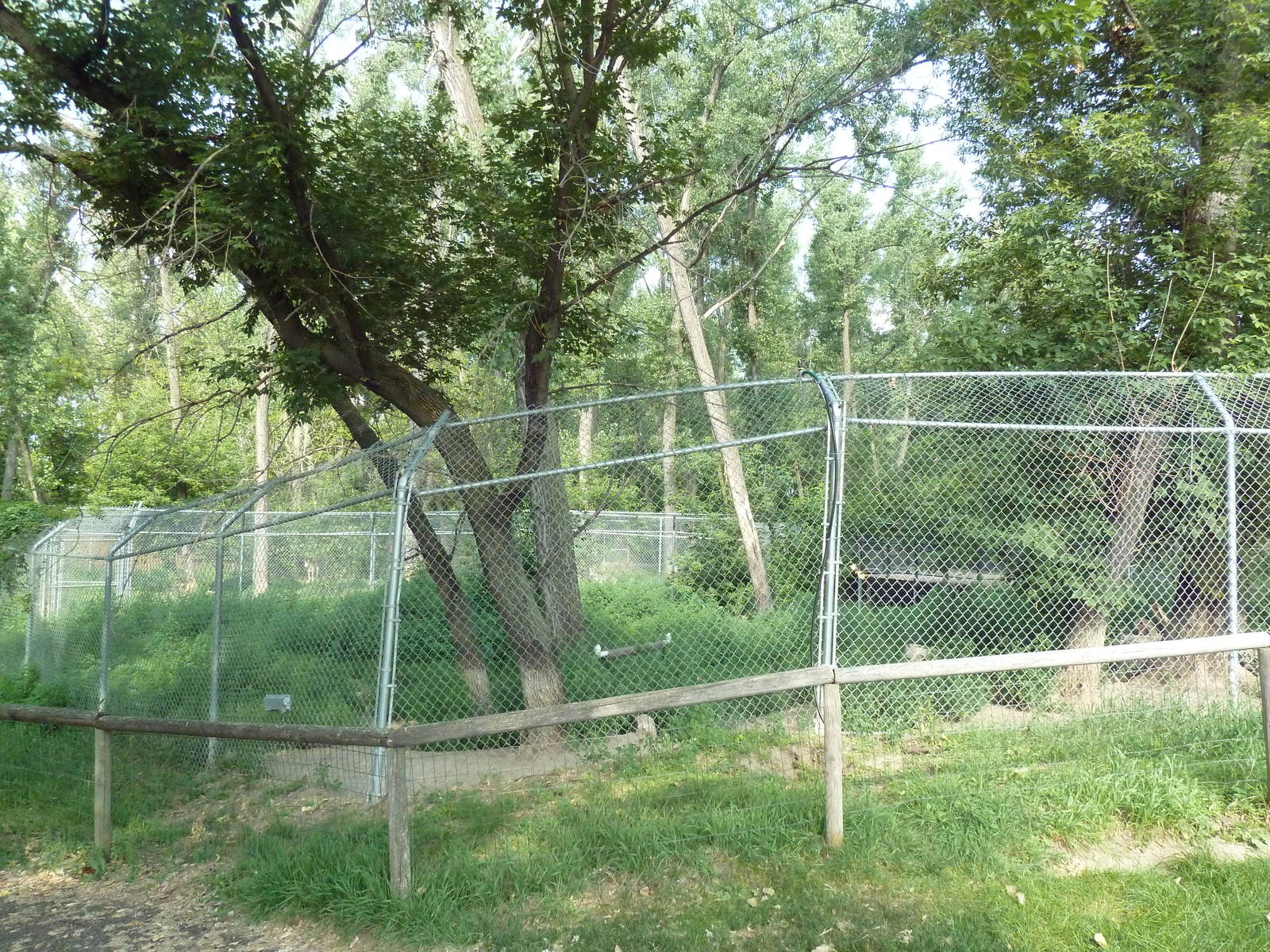 Grey Wolf Exhibit