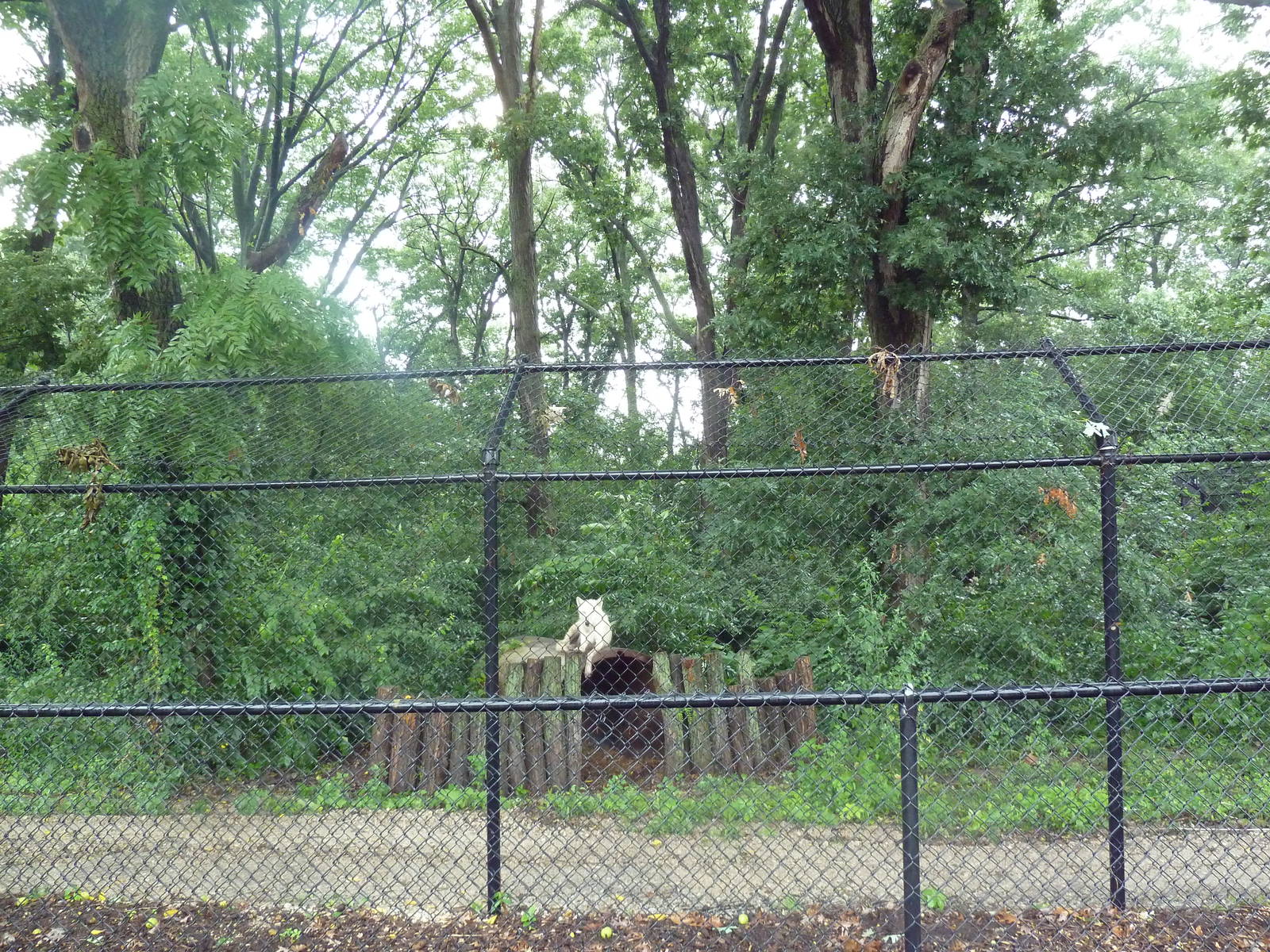 Grey Wolf Exhibit