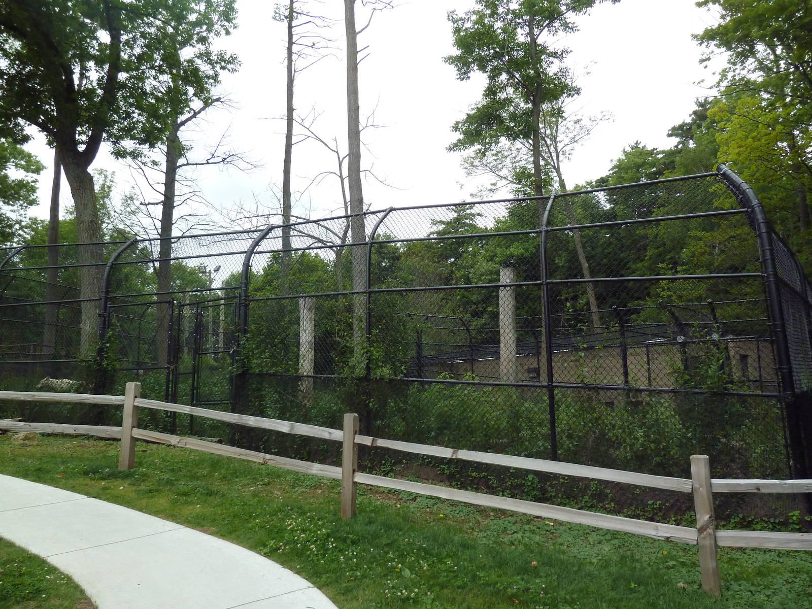 Grey Wolf Exhibit