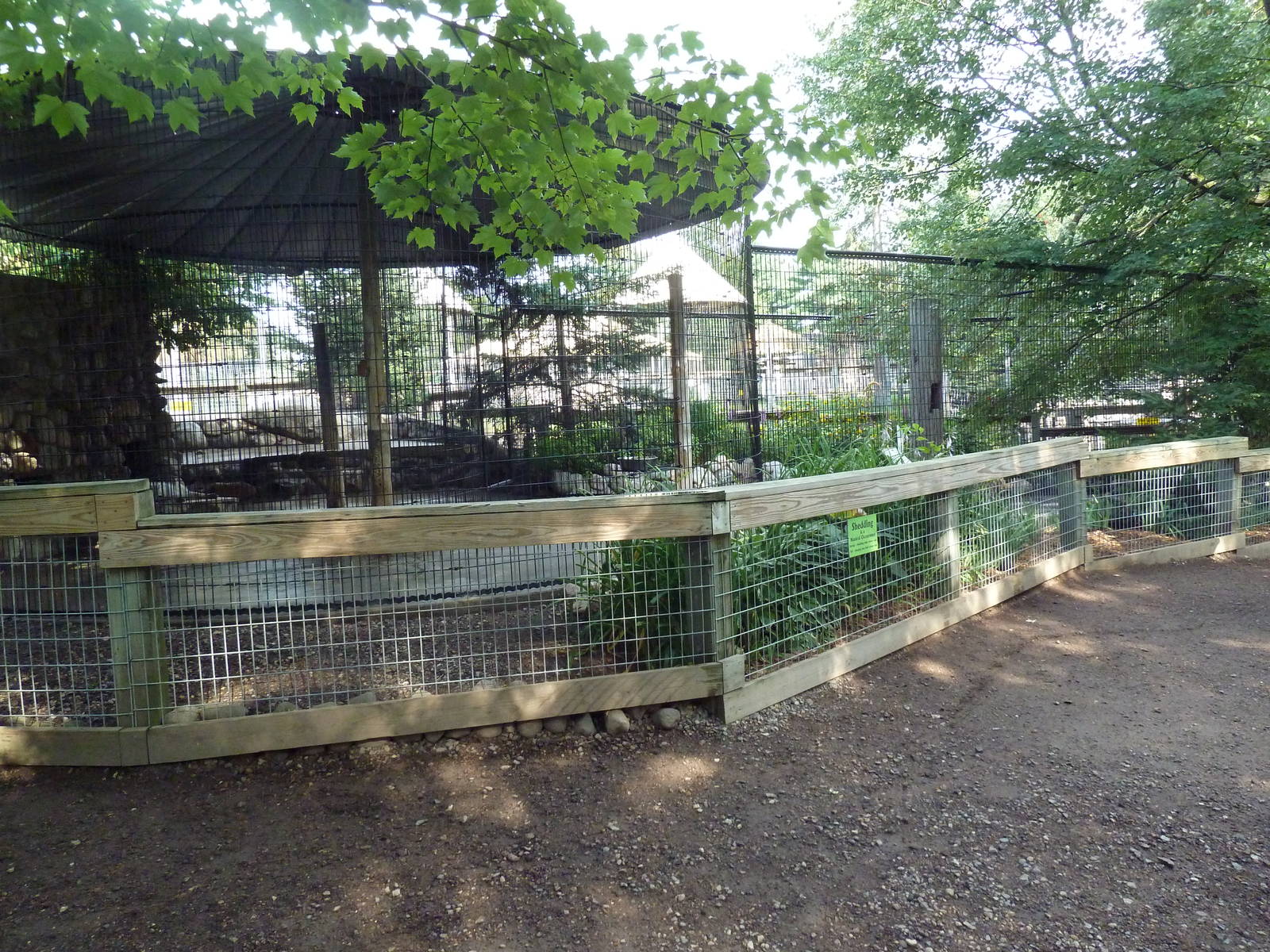 Grey Wolf Exhibit