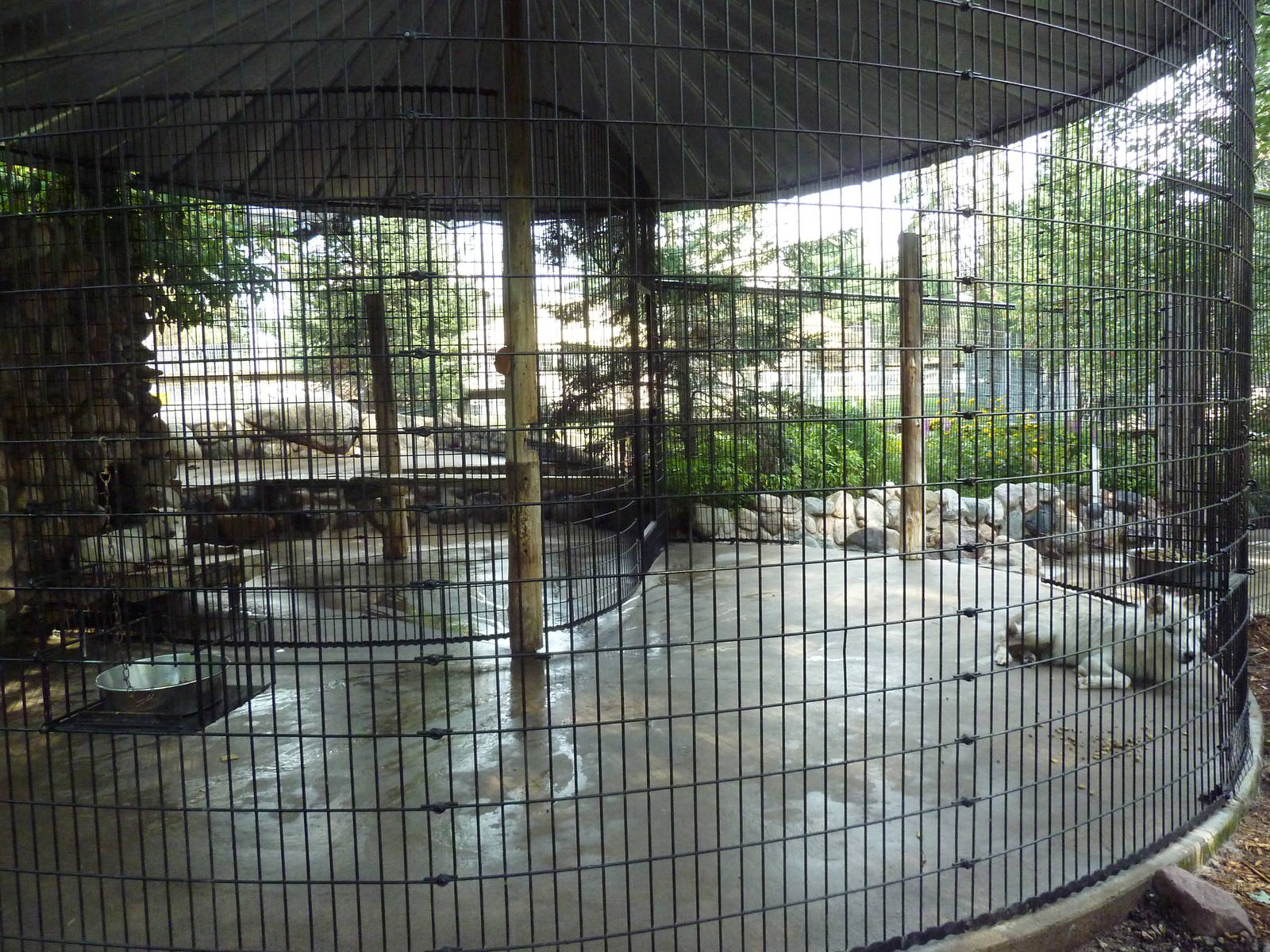 Grey Wolf Exhibit