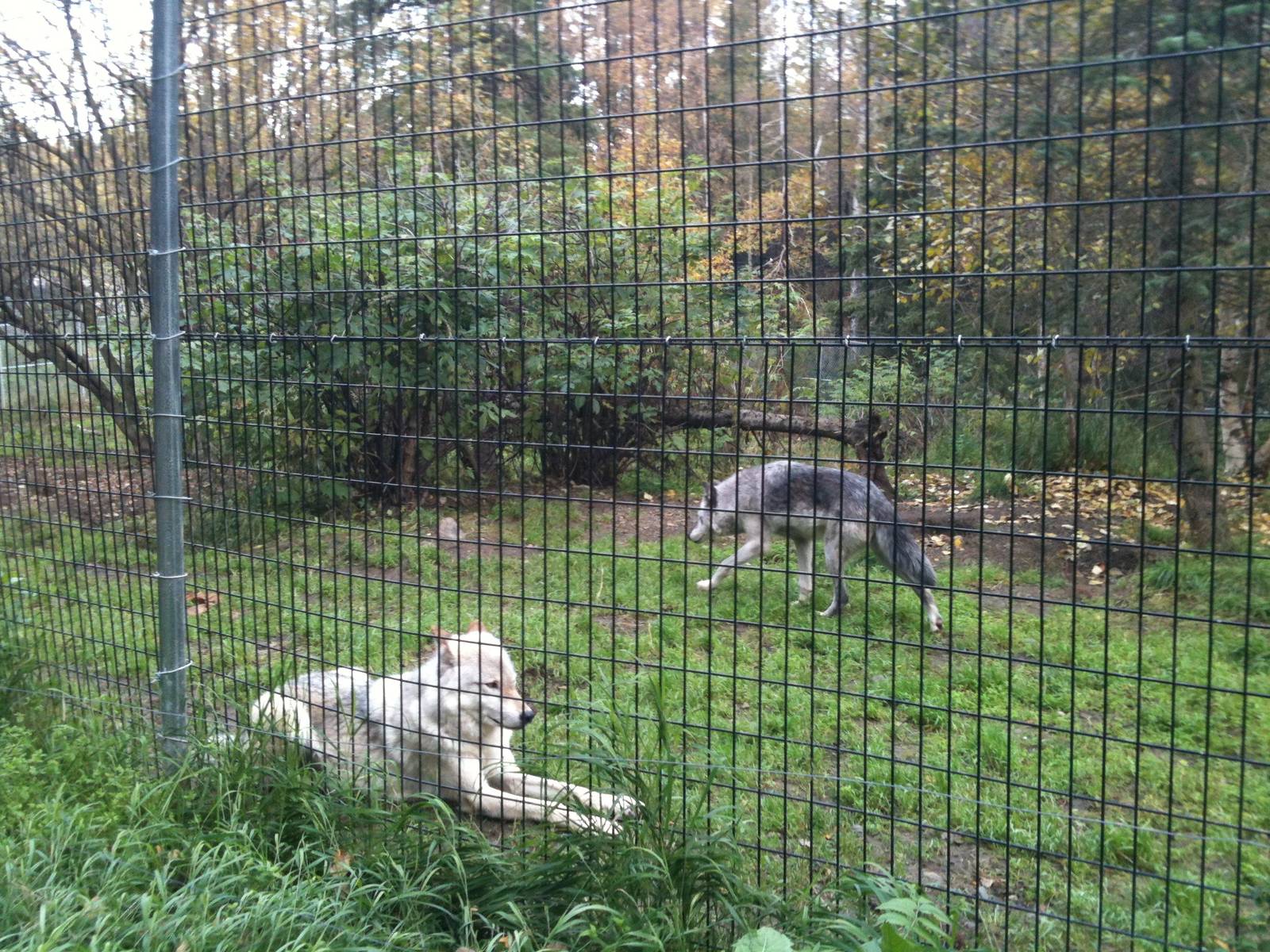 Grey Wolf Exhibit