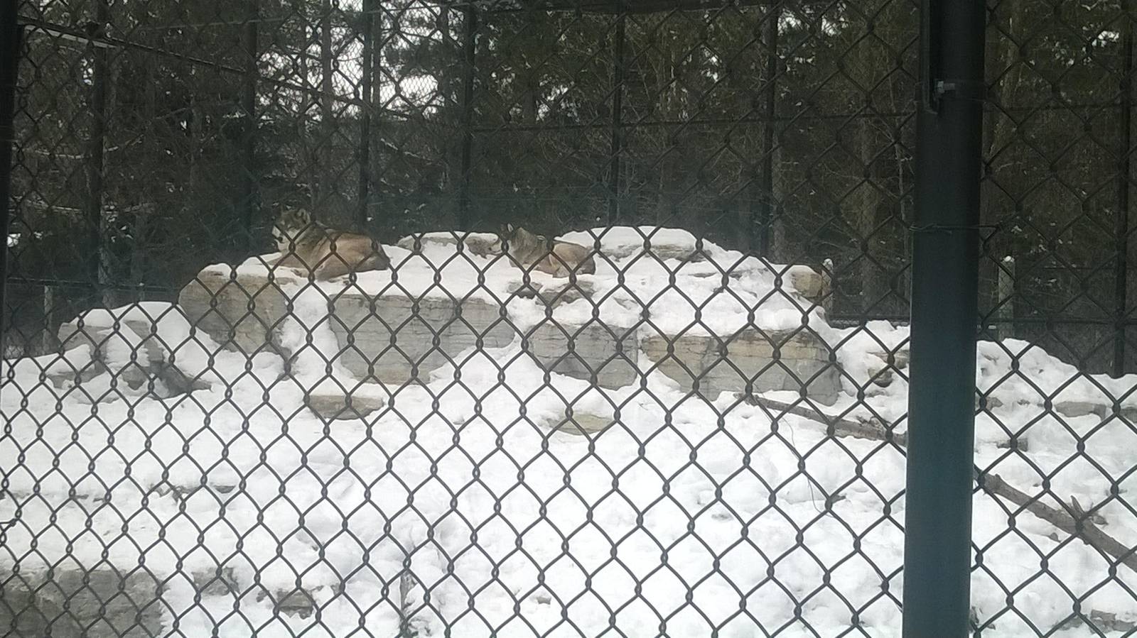 Grey Wolf Exhibit
